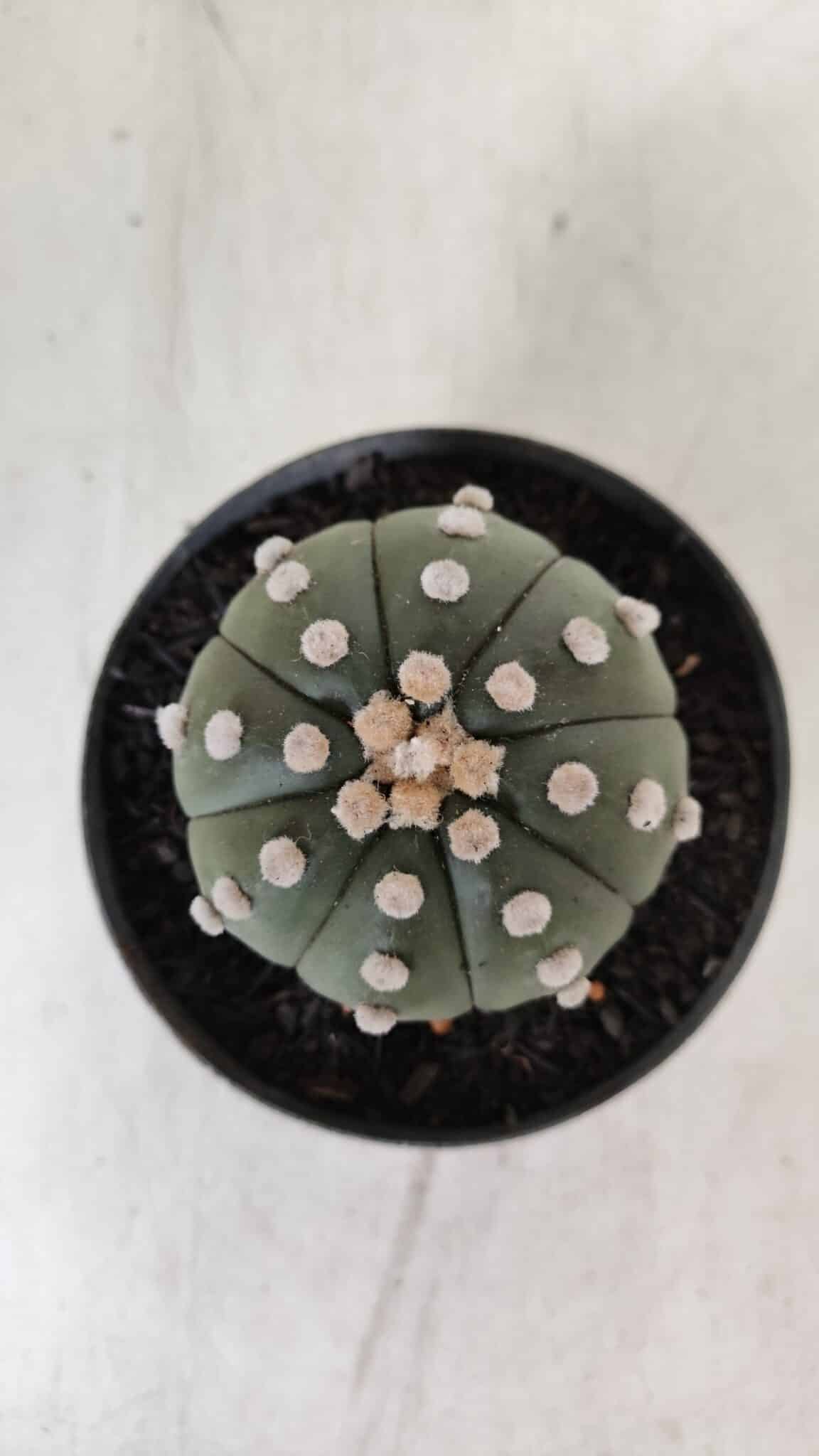ASTROPHYTUM ASTERIAS "NUDUM"  Nº 889 – vaso 11