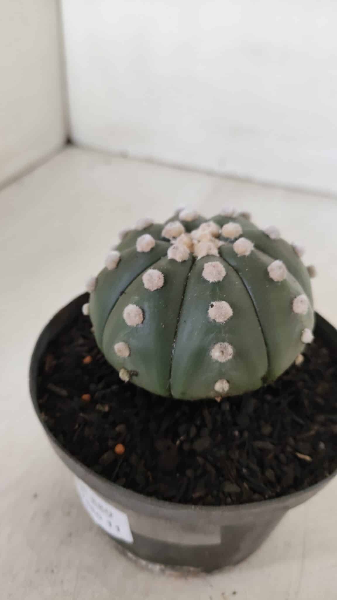 ASTROPHYTUM ASTERIAS "NUDUM"  Nº 889 – vaso 11