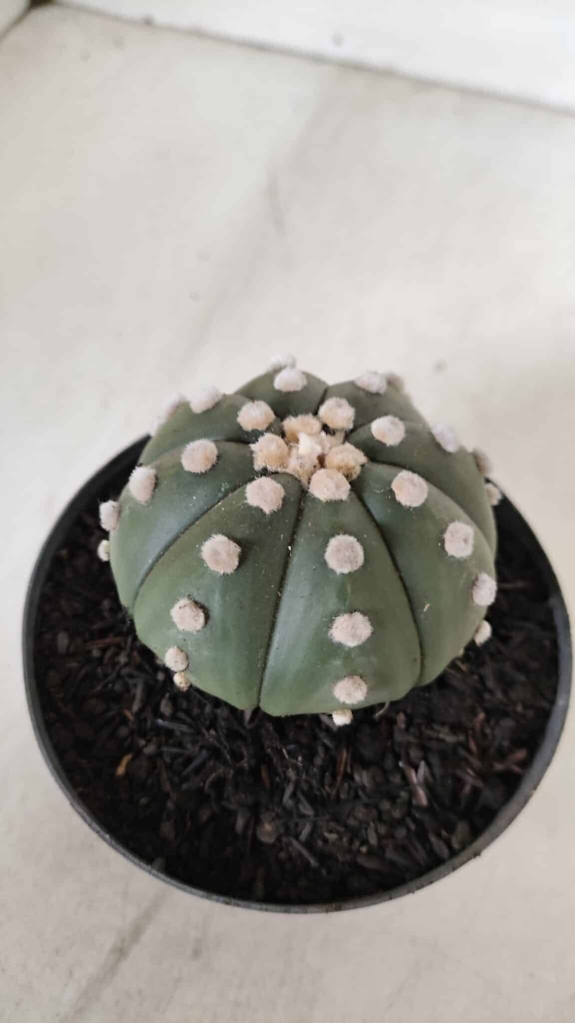 ASTROPHYTUM ASTERIAS "NUDUM"  Nº 889 – vaso 11