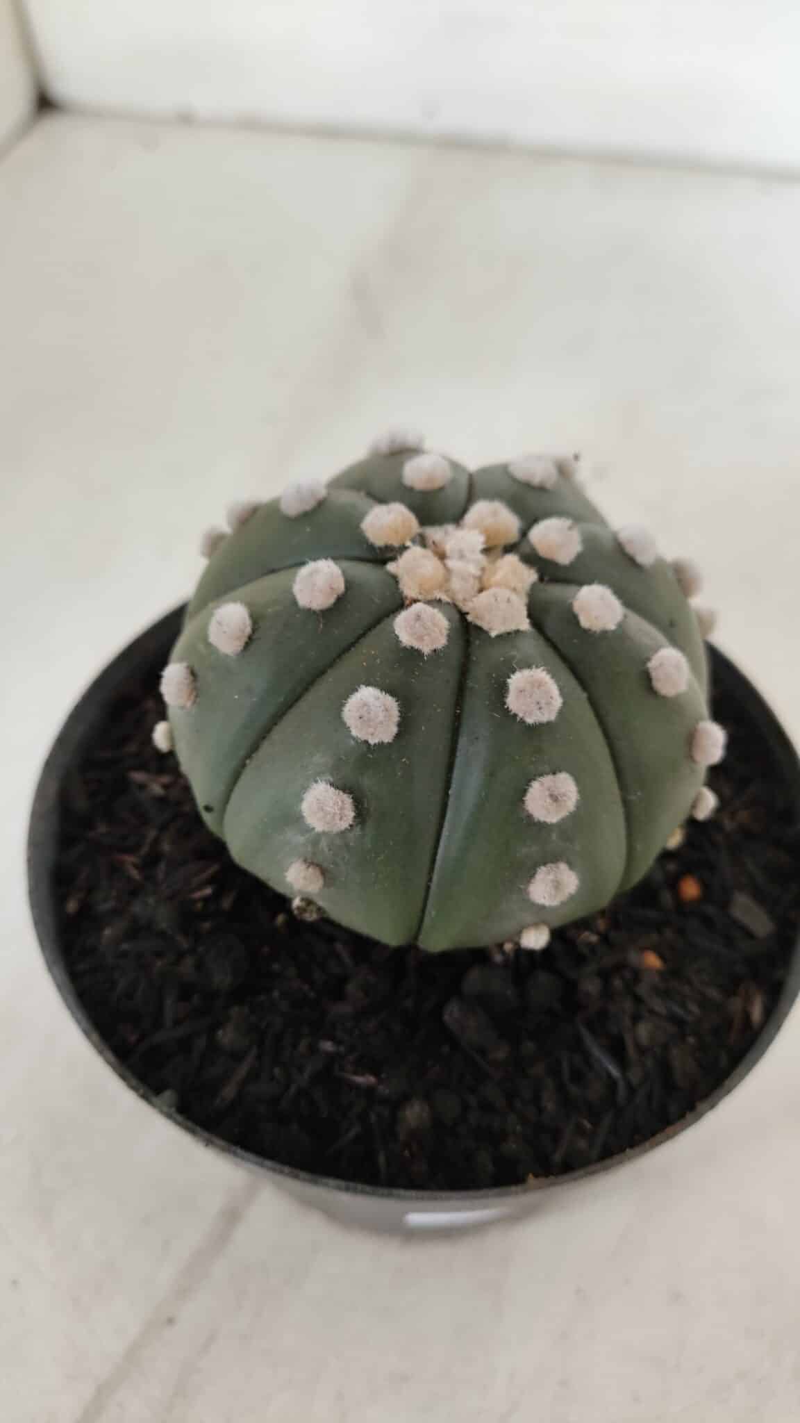 ASTROPHYTUM ASTERIAS "NUDUM"  Nº 889 – vaso 11