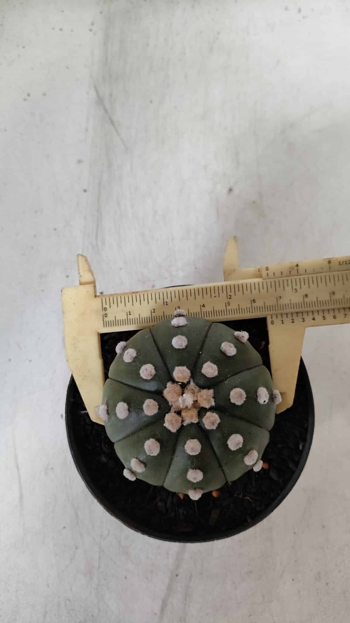 ASTROPHYTUM ASTERIAS "NUDUM"  Nº 889 – vaso 11