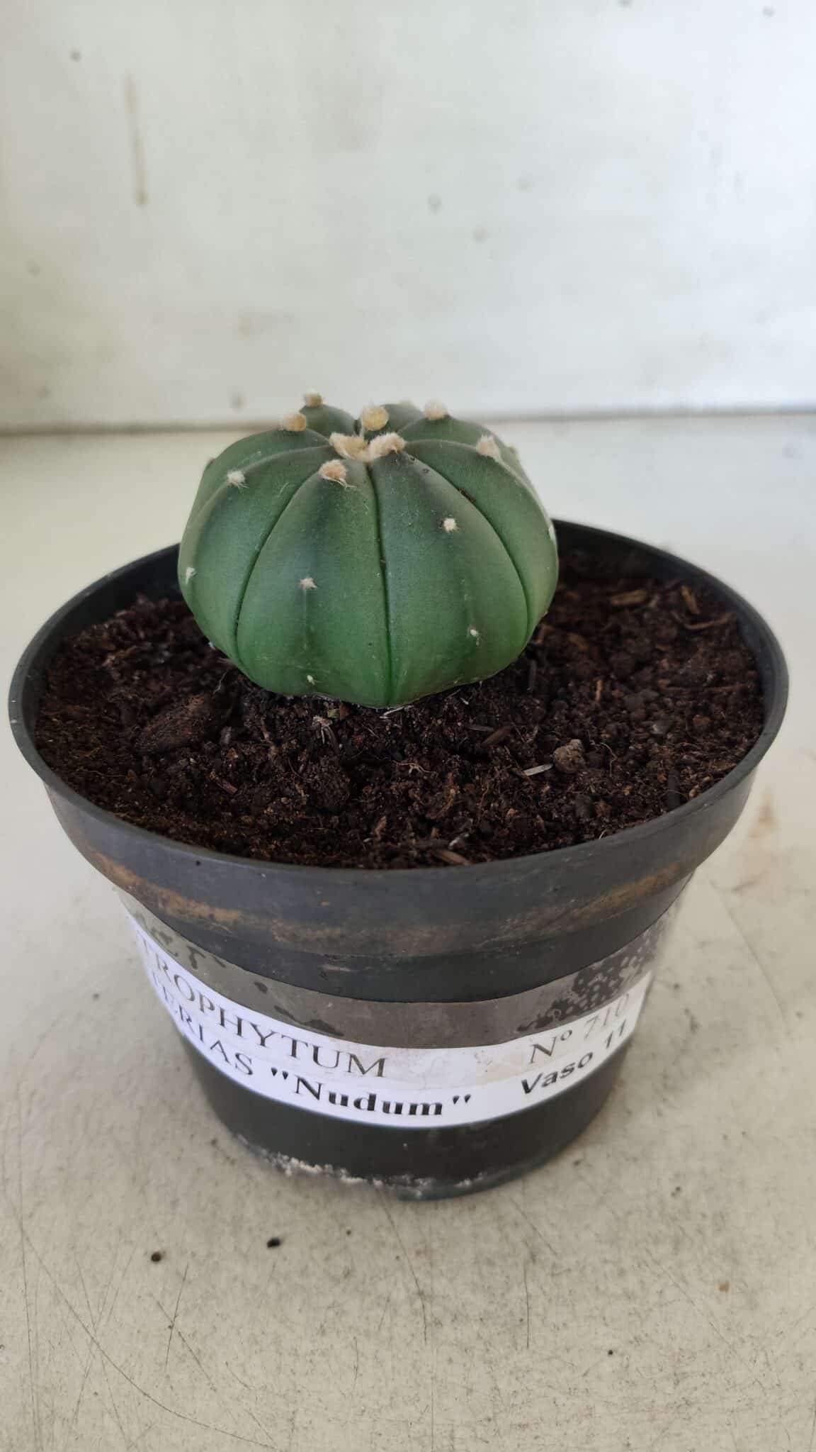 ASTROPHYTUM ASTERIAS "Nudum" Nº 710 – vaso 11 - imagem 2