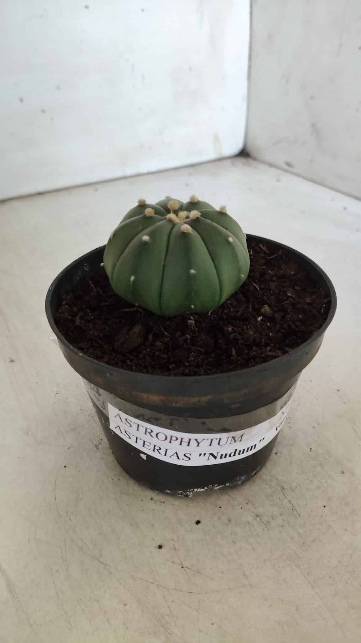 ASTROPHYTUM ASTERIAS "Nudum" Nº 710 – vaso 11 - imagem 10