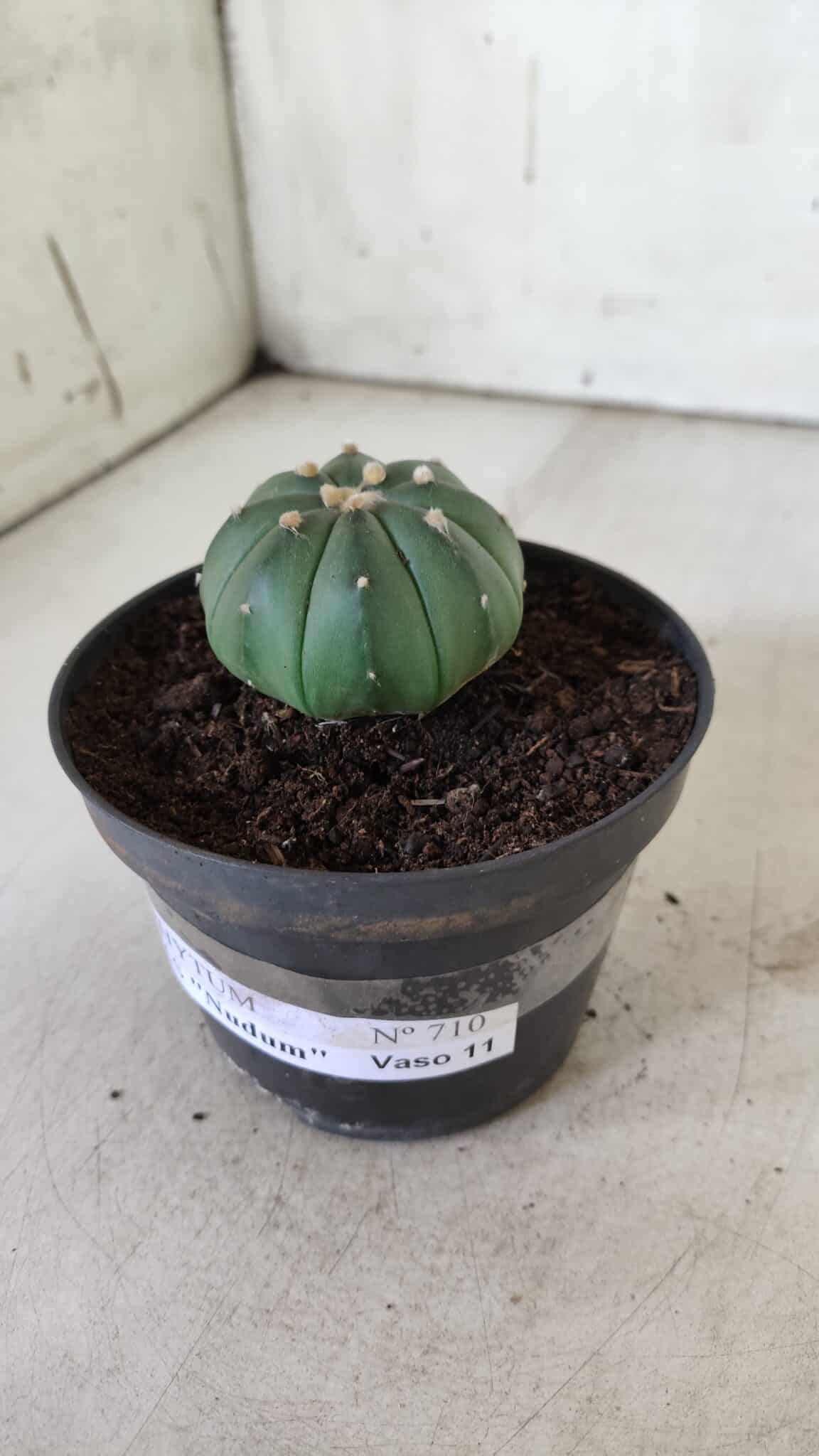 ASTROPHYTUM ASTERIAS "Nudum" Nº 710 – vaso 11 - imagem 9