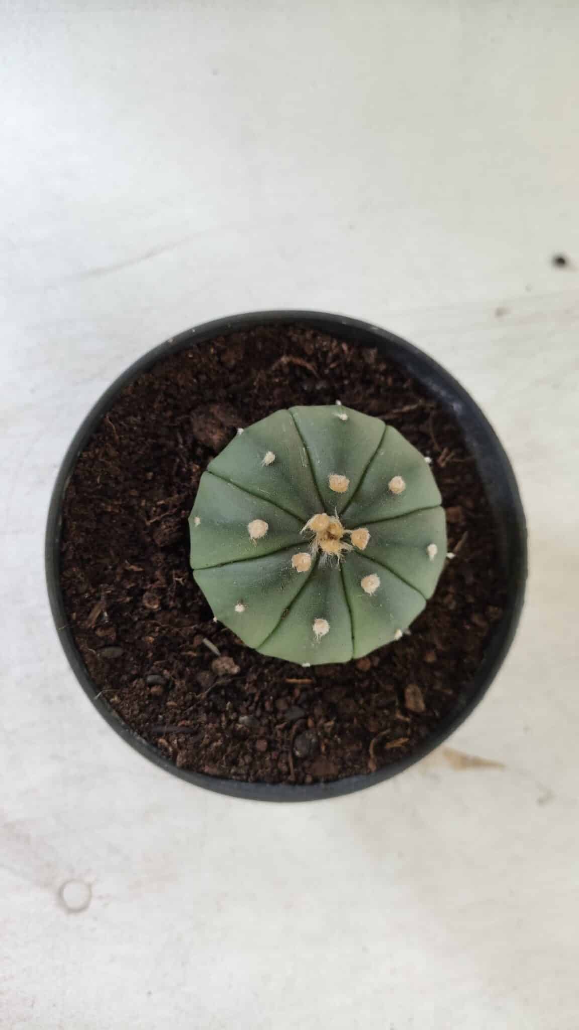 ASTROPHYTUM ASTERIAS "Nudum" Nº 710 – vaso 11 - imagem 3