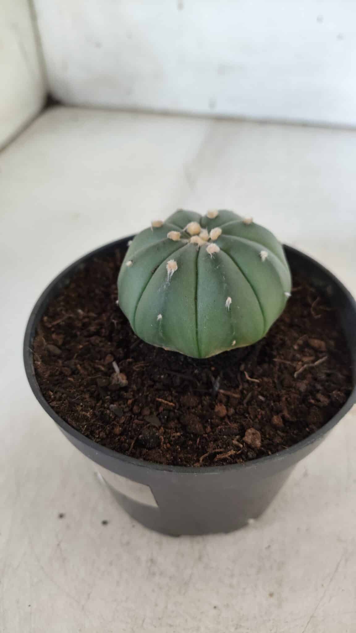ASTROPHYTUM ASTERIAS "Nudum" Nº 710 – vaso 11 - imagem 6