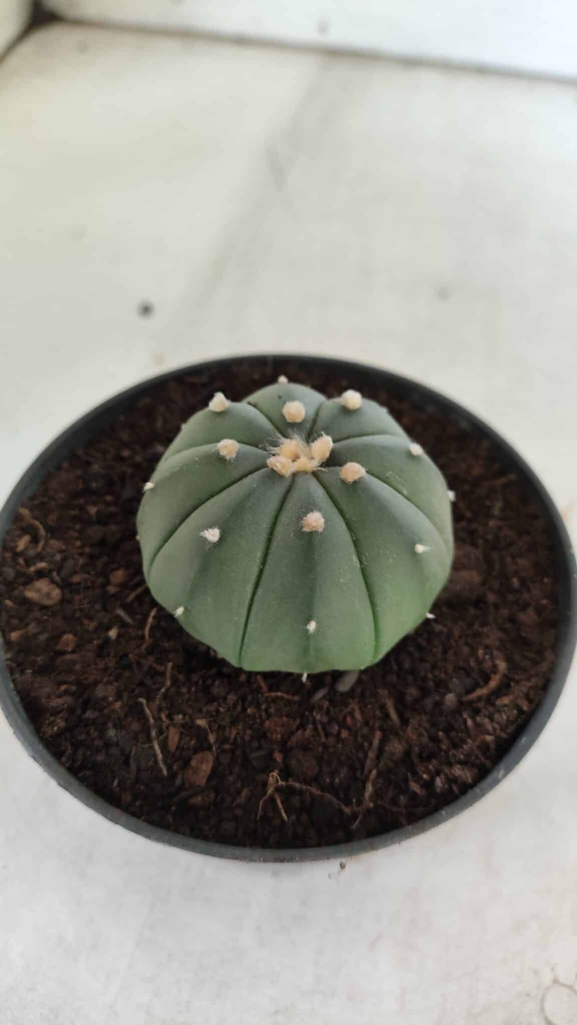 ASTROPHYTUM ASTERIAS "Nudum" Nº 710 – vaso 11 - imagem 8