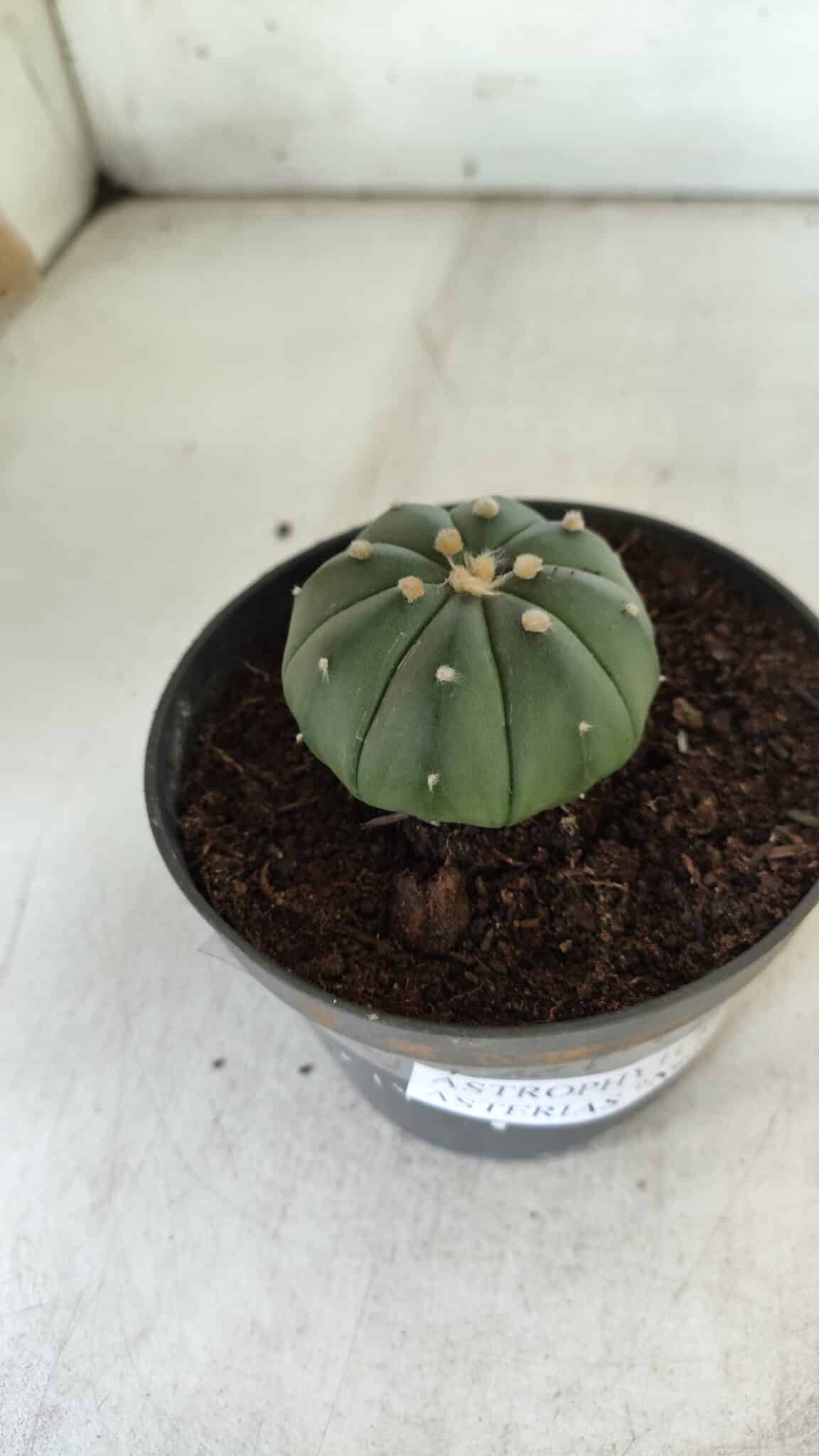 ASTROPHYTUM ASTERIAS "Nudum" Nº 710 – vaso 11 - imagem 7