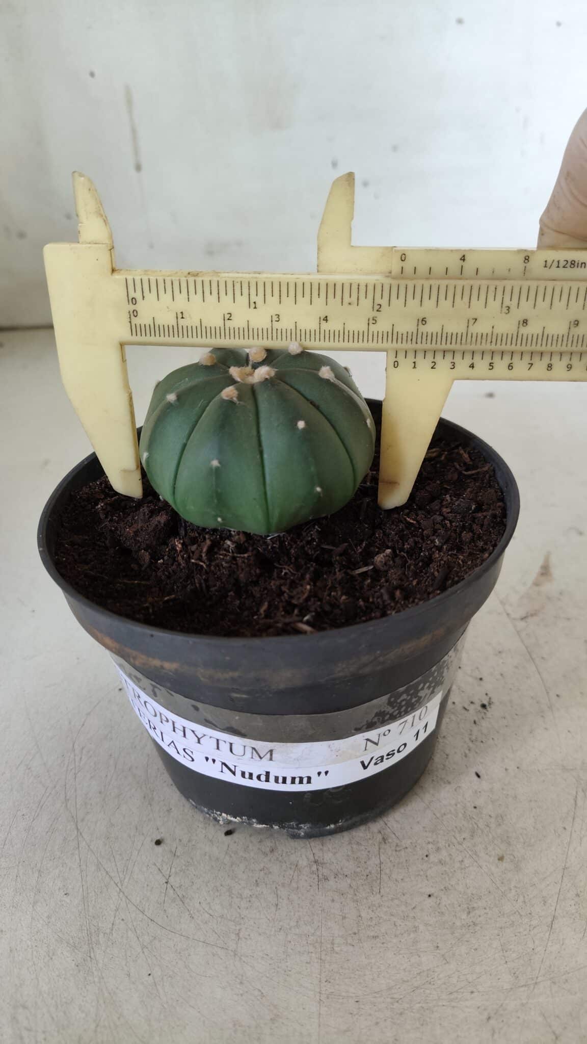 ASTROPHYTUM ASTERIAS "Nudum" Nº 710 – vaso 11 - imagem 4