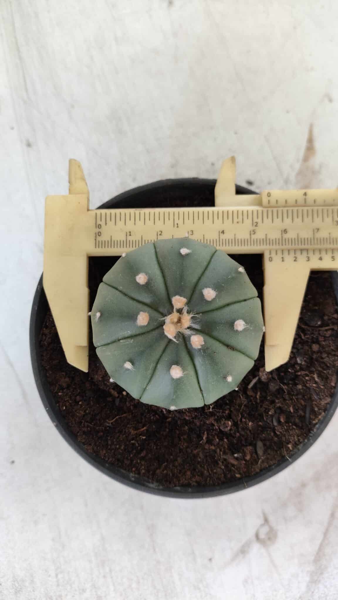 ASTROPHYTUM ASTERIAS "Nudum" Nº 710 – vaso 11 - imagem 5