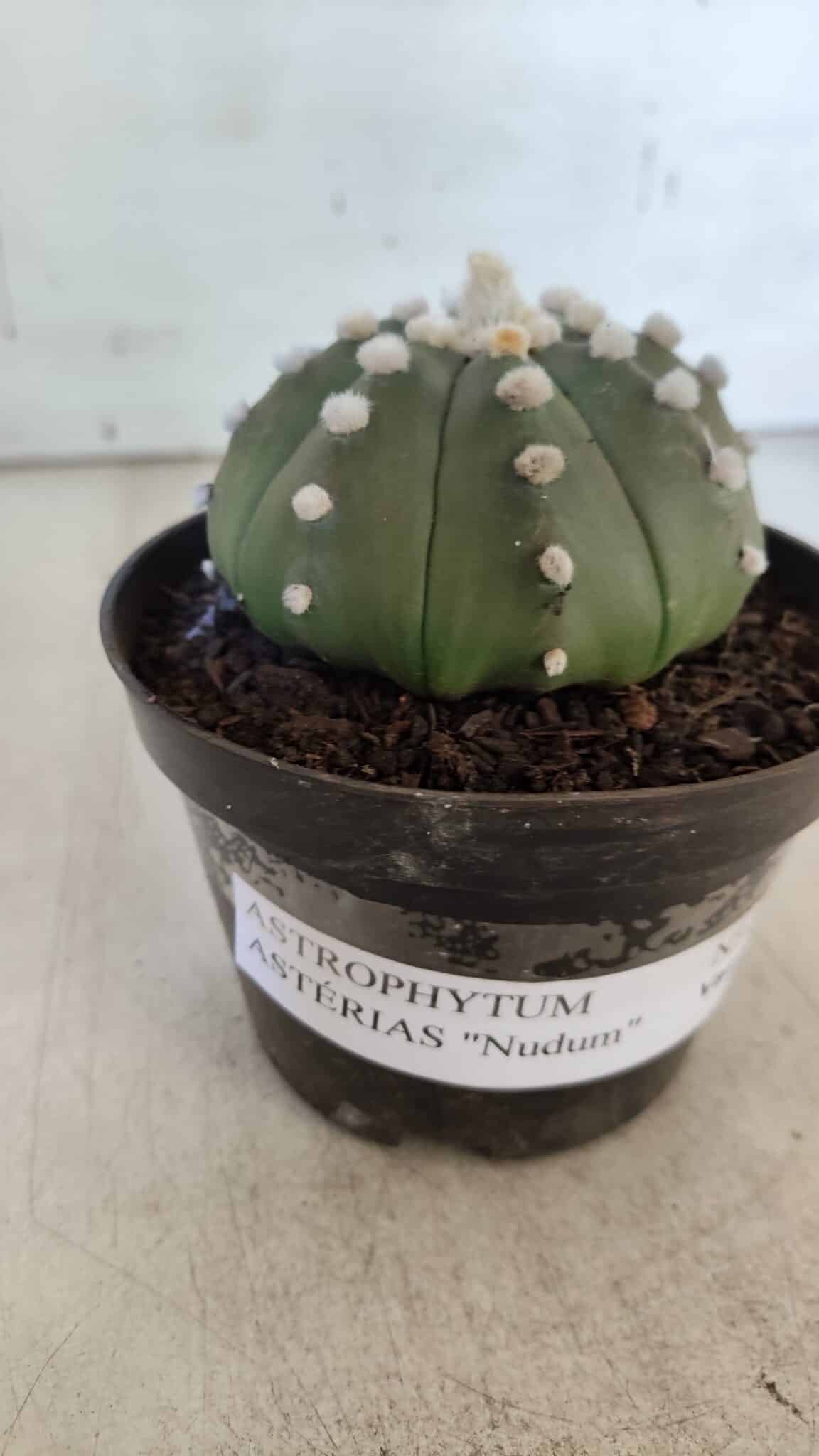 ASTROPHYTUM ASTERIAS "Nudum" Nº 841 – vaso 11