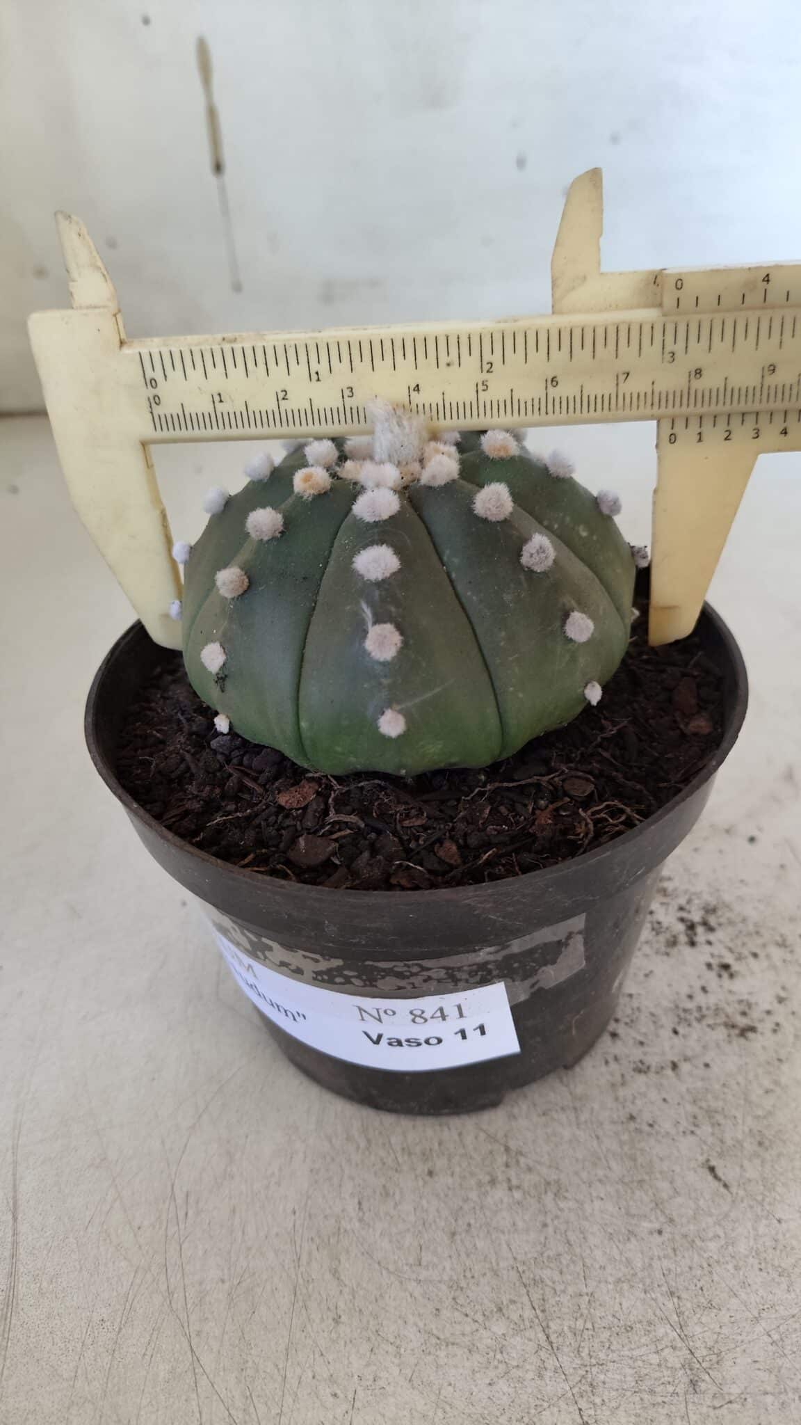 ASTROPHYTUM ASTERIAS "Nudum" Nº 841 – vaso 11
