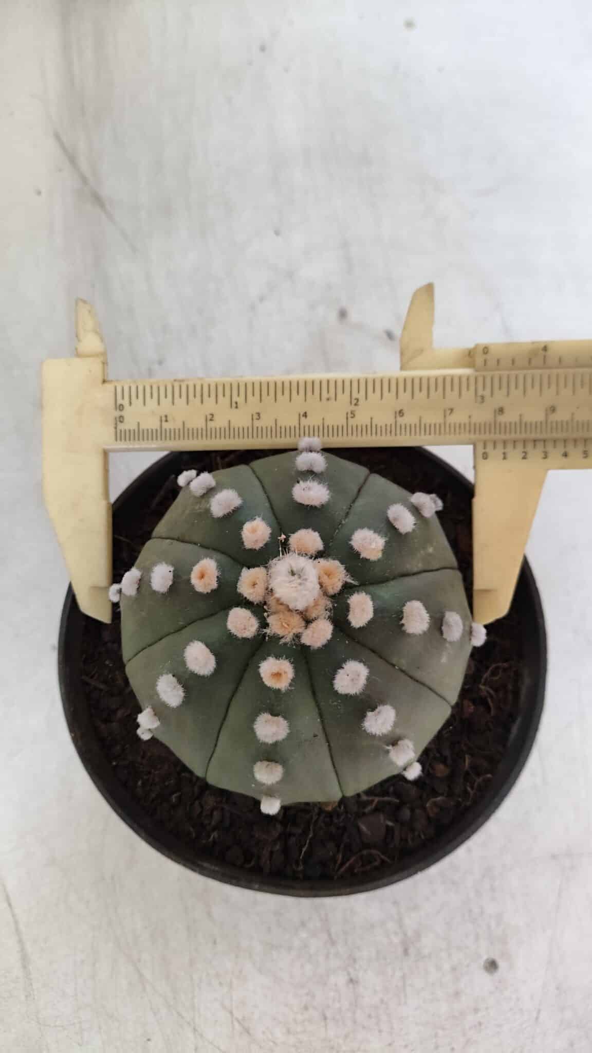ASTROPHYTUM ASTERIAS "Nudum" Nº 841 – vaso 11