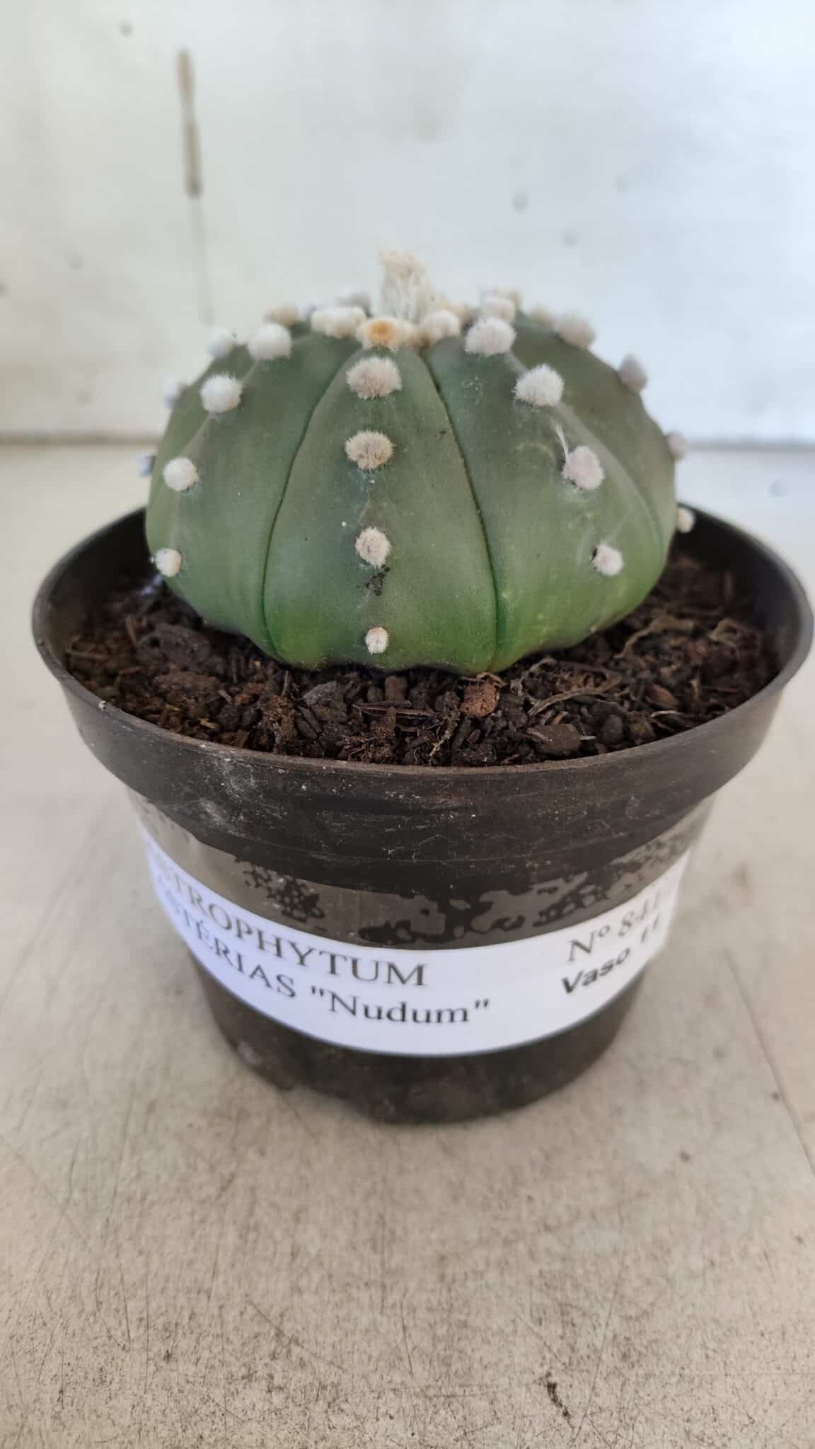 ASTROPHYTUM ASTERIAS "Nudum" Nº 841 – vaso 11