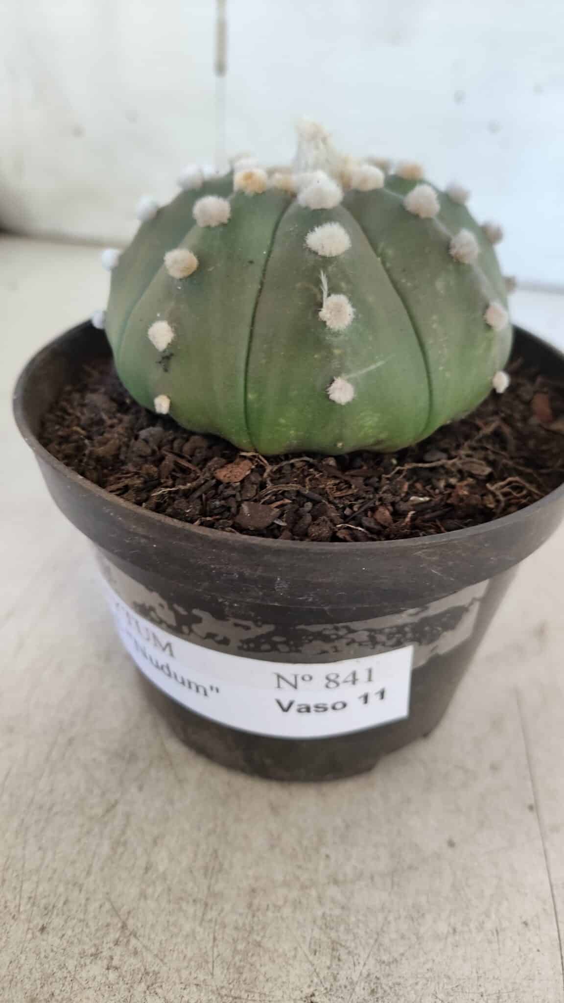ASTROPHYTUM ASTERIAS "Nudum" Nº 841 – vaso 11