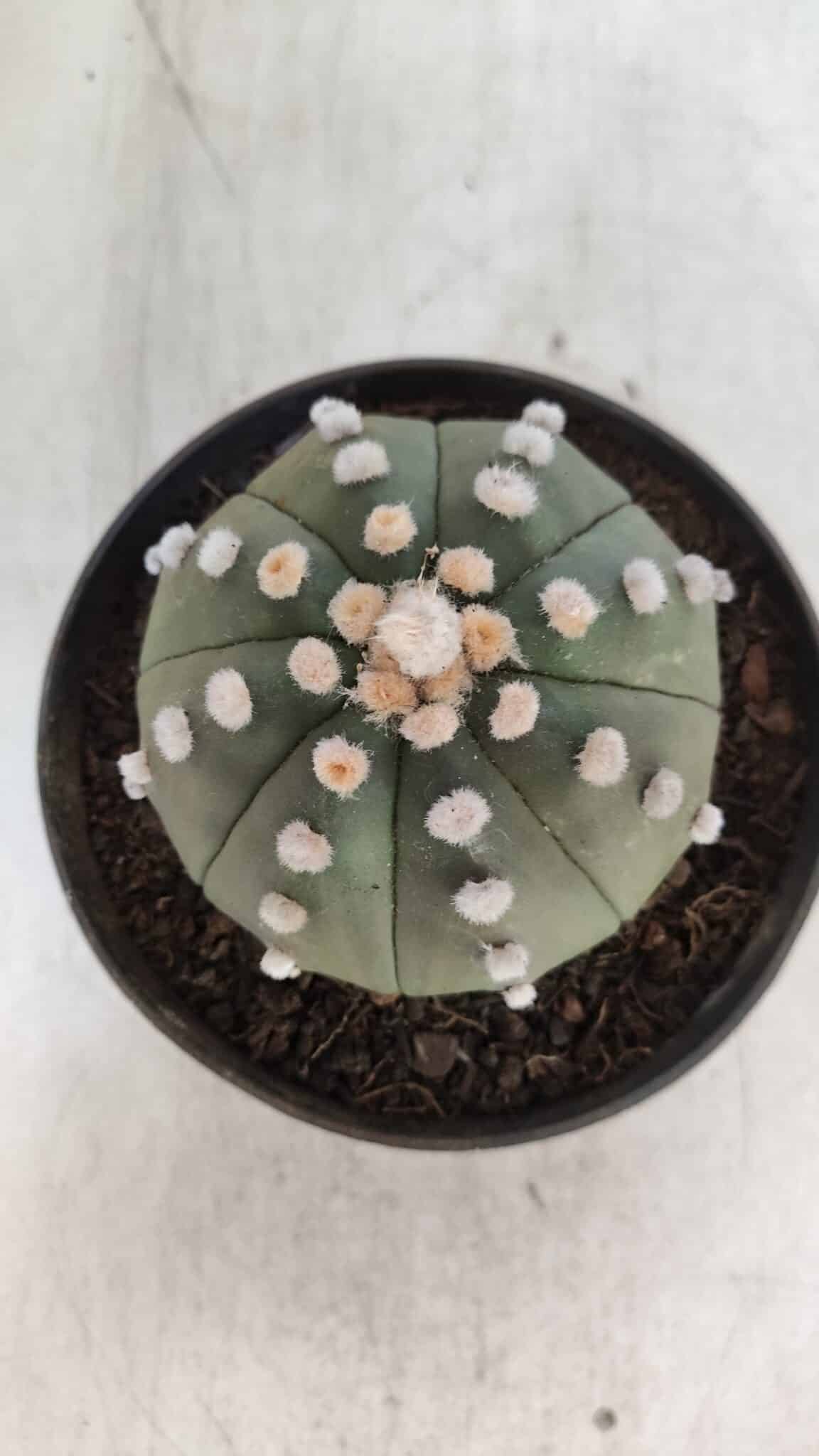 ASTROPHYTUM ASTERIAS "Nudum" Nº 841 – vaso 11