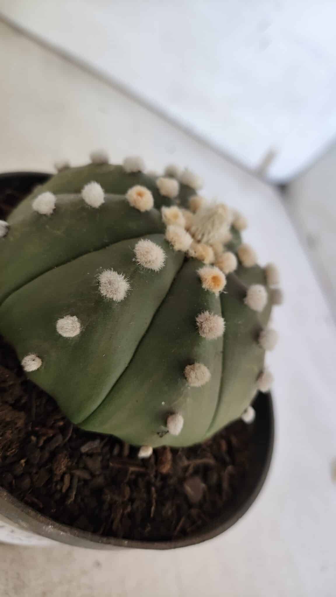 ASTROPHYTUM ASTERIAS "Nudum" Nº 841 – vaso 11