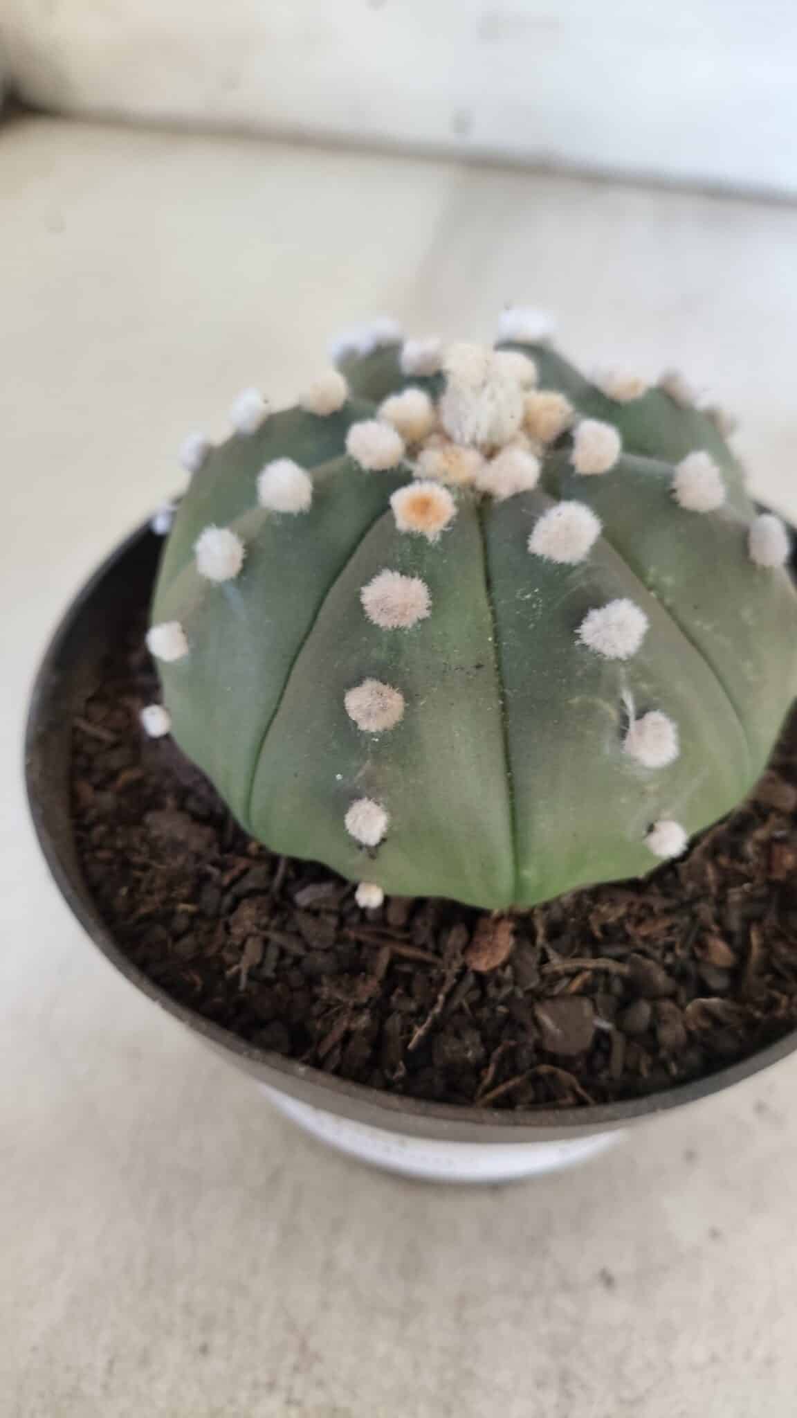 ASTROPHYTUM ASTERIAS "Nudum" Nº 841 – vaso 11