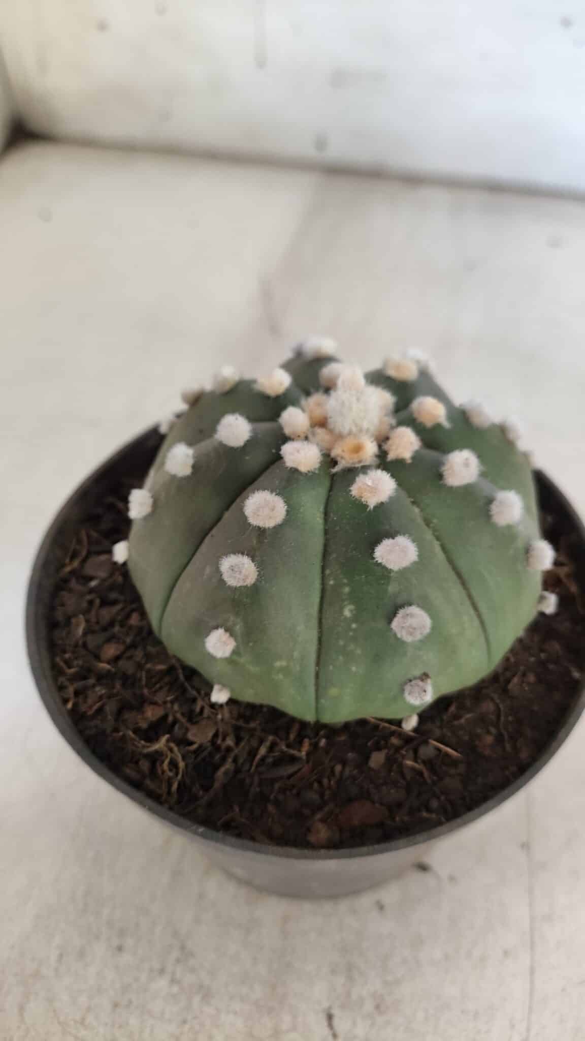 ASTROPHYTUM ASTERIAS "Nudum" Nº 841 – vaso 11