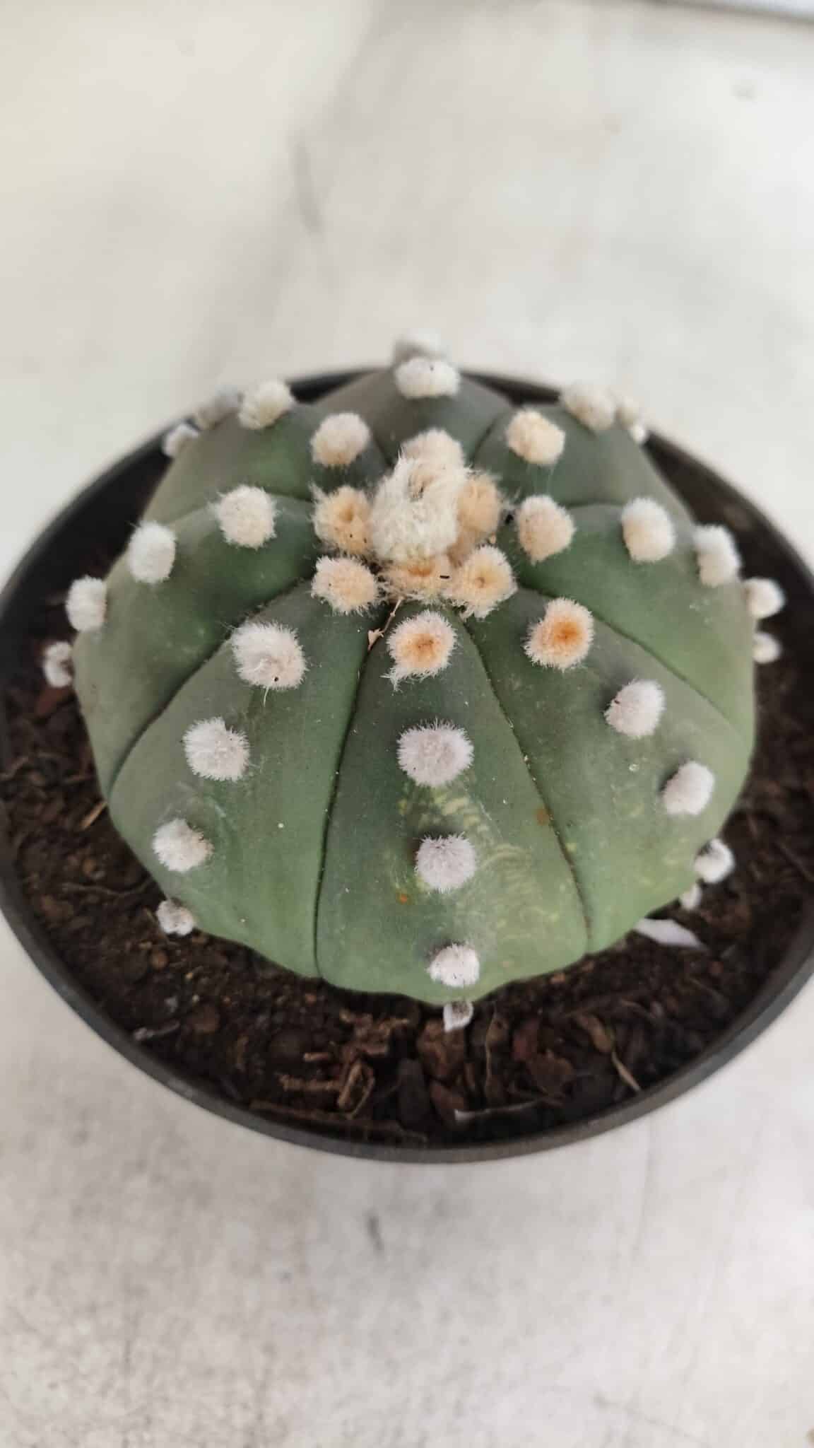 ASTROPHYTUM ASTERIAS "Nudum" Nº 841 – vaso 11