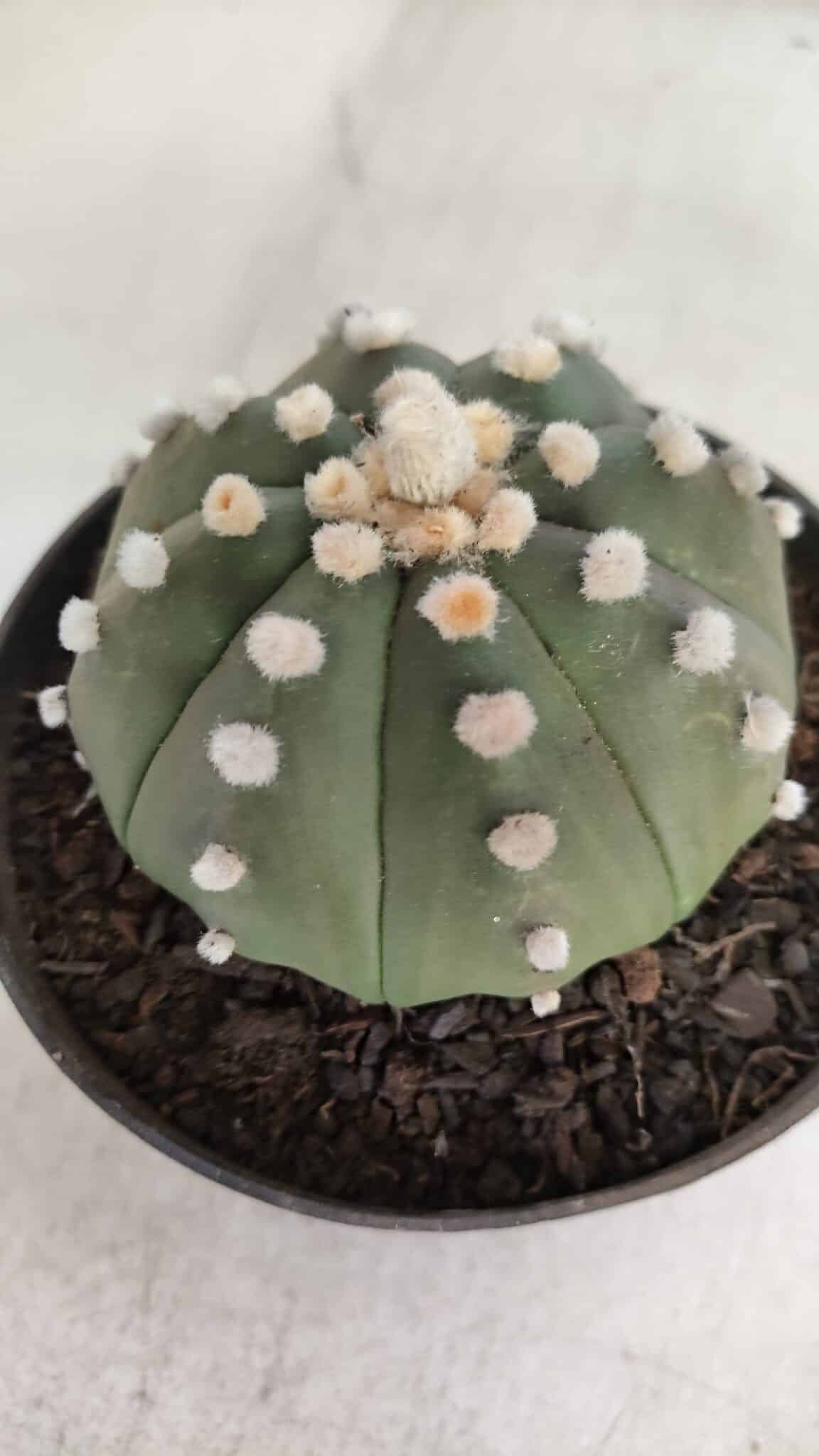 ASTROPHYTUM ASTERIAS "Nudum" Nº 841 – vaso 11