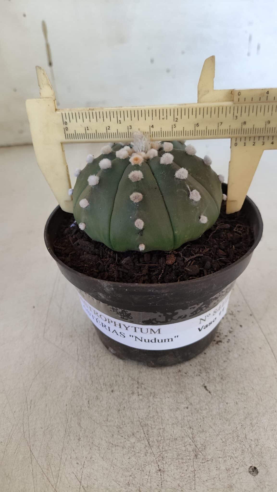 ASTROPHYTUM ASTERIAS "Nudum" Nº 841 – vaso 11