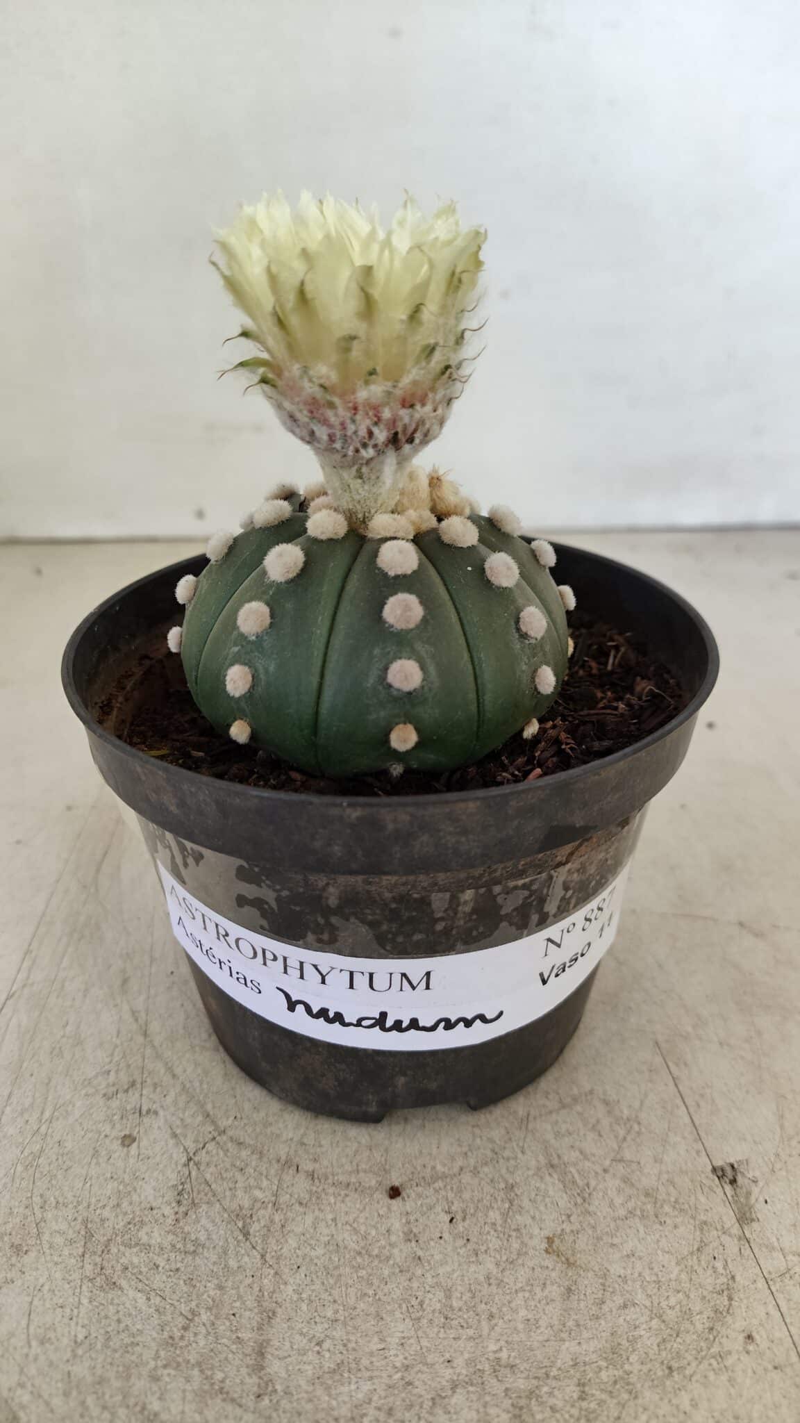 ASTROPHYTUM ASTERIAS "Nudum" Nº 887 – vaso 11 - foto 2
