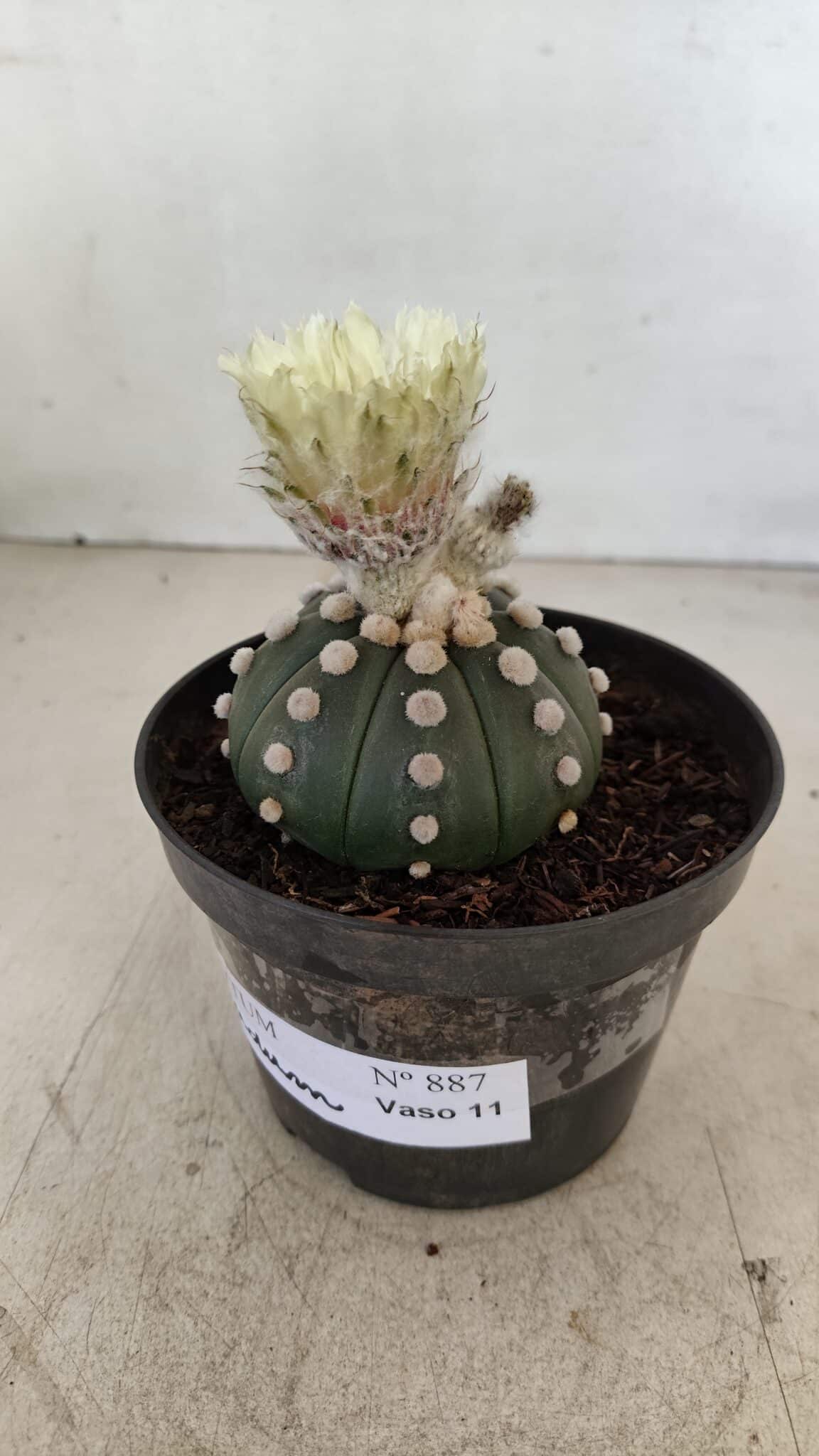 ASTROPHYTUM ASTERIAS "Nudum" Nº 887 – vaso 11 - foto 8