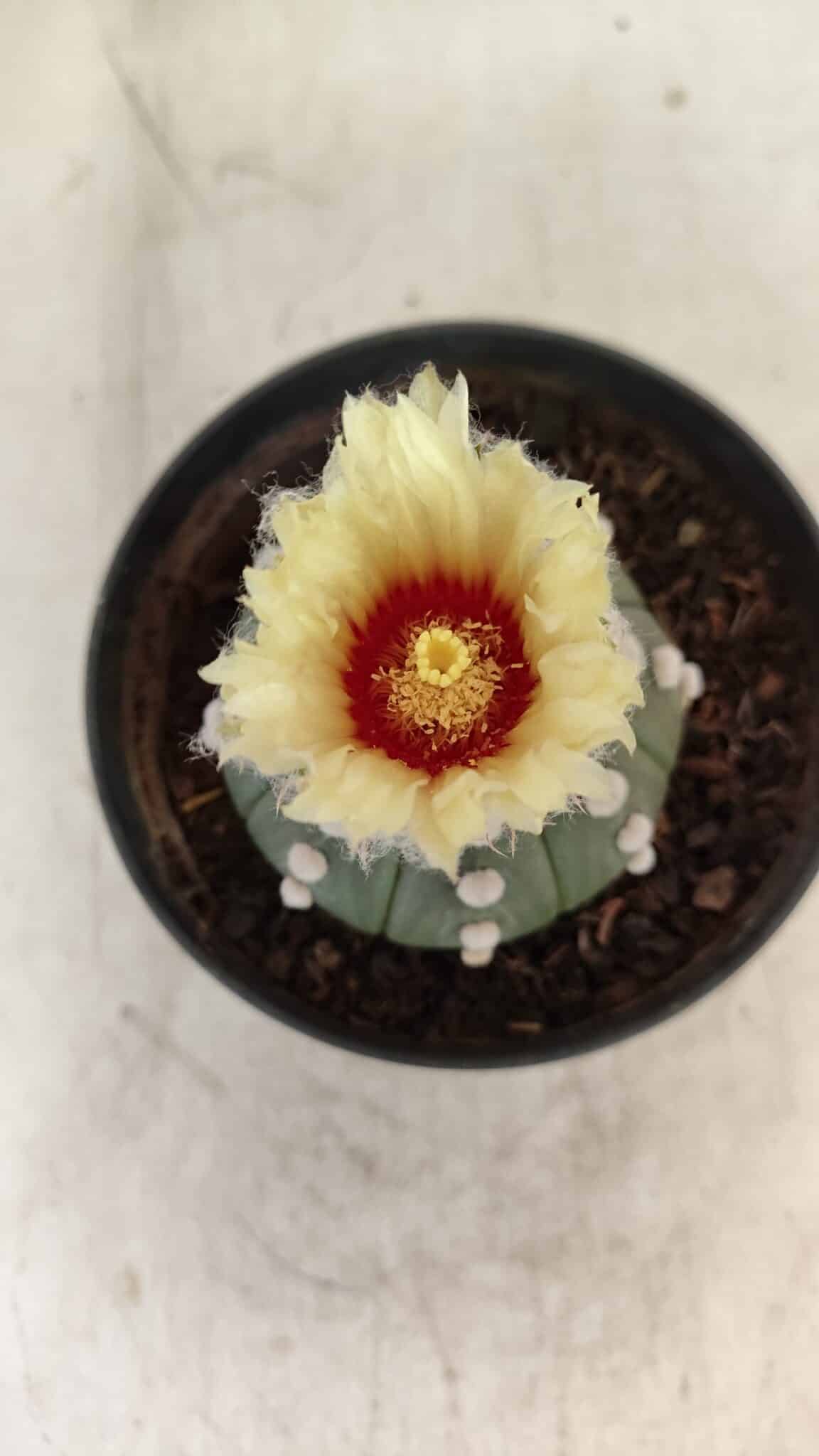 ASTROPHYTUM ASTERIAS "Nudum" Nº 887 – vaso 11 - foto 3