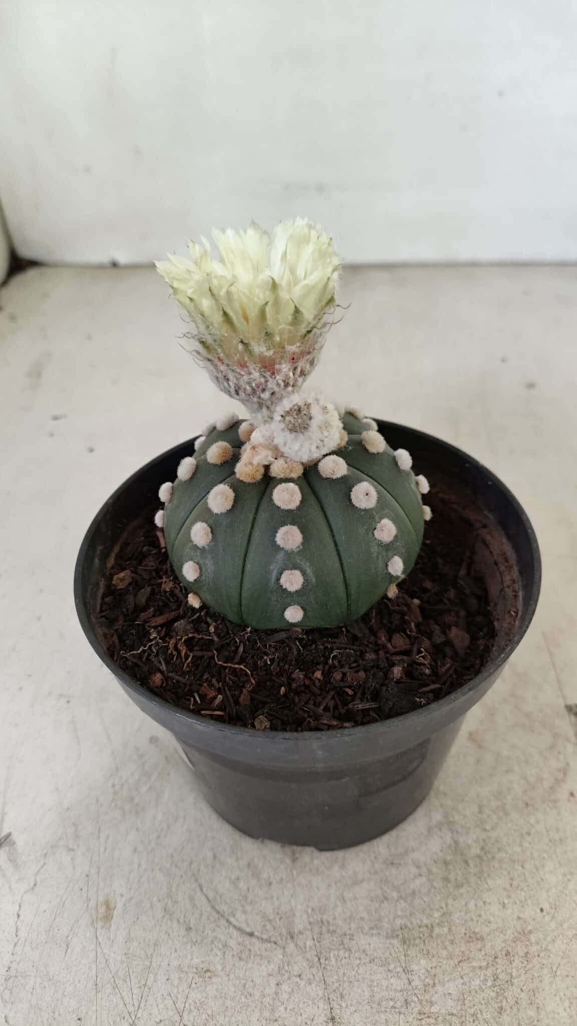 ASTROPHYTUM ASTERIAS "Nudum" Nº 887 – vaso 11 - foto 6
