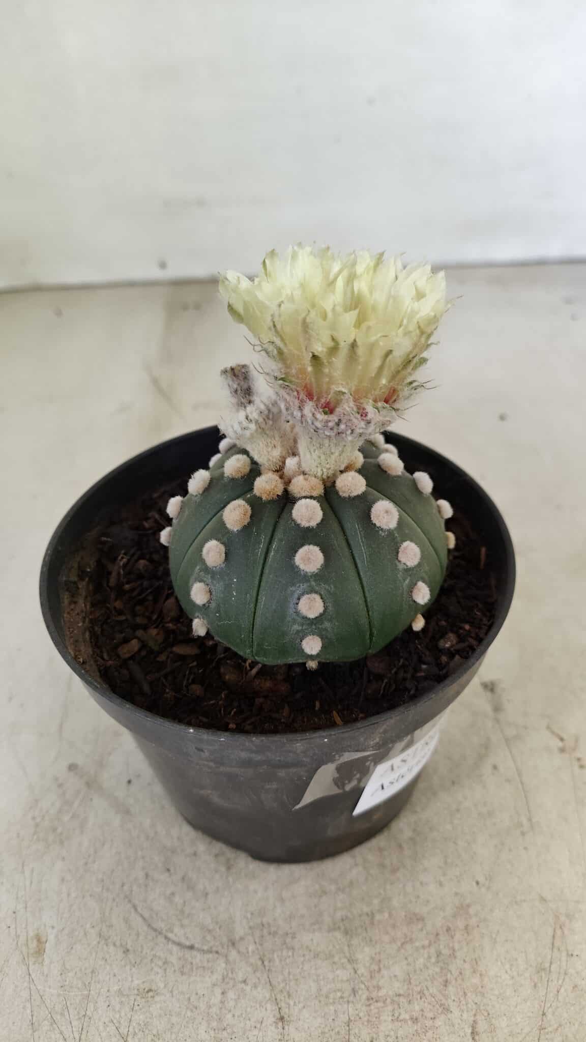 ASTROPHYTUM ASTERIAS "Nudum" Nº 887 – vaso 11 - foto 7