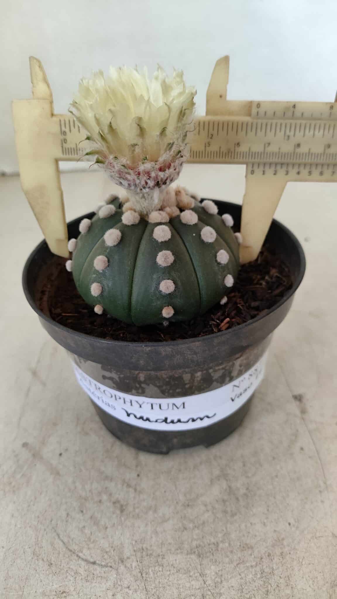 ASTROPHYTUM ASTERIAS "Nudum" Nº 887 – vaso 11 - foto 4