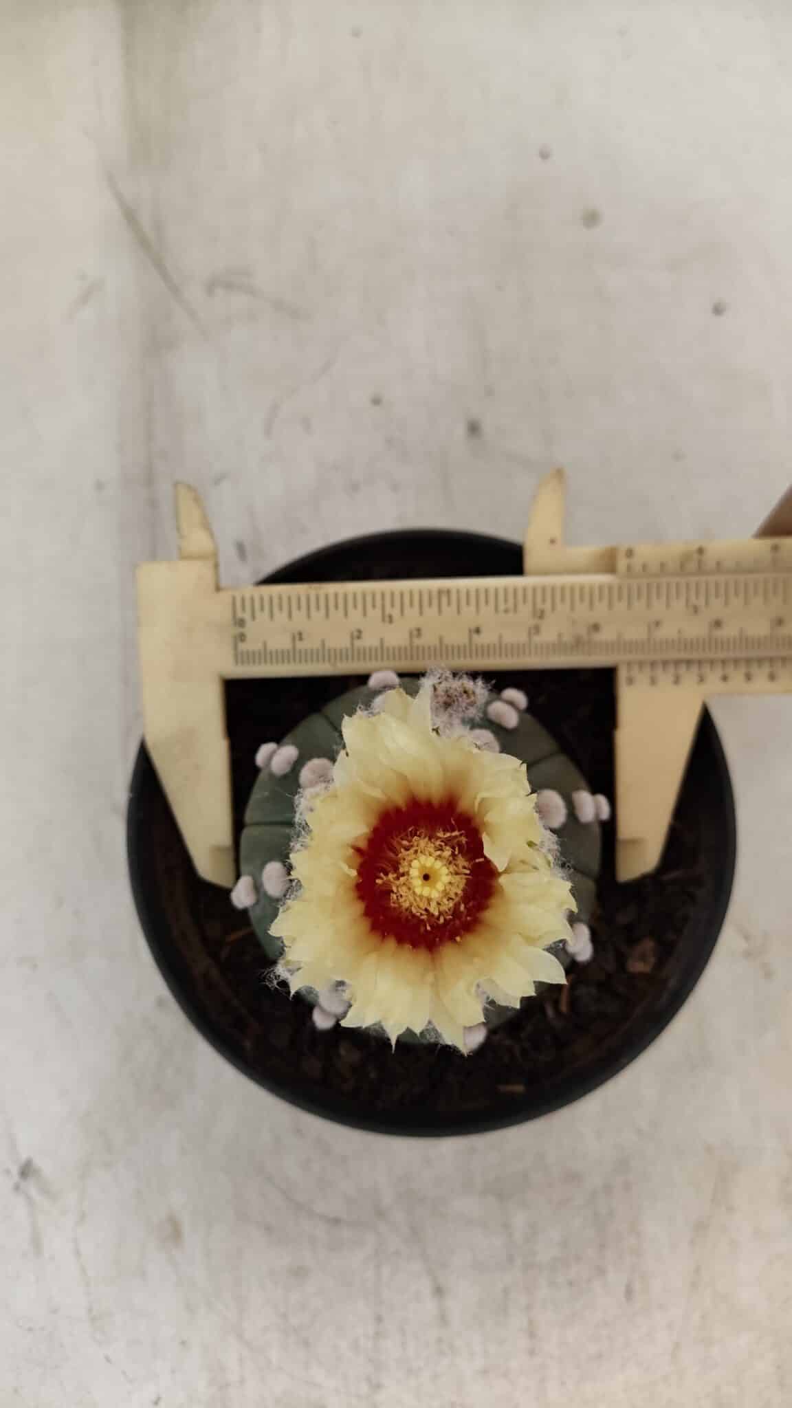 ASTROPHYTUM ASTERIAS "Nudum" Nº 887 – vaso 11 - foto 5