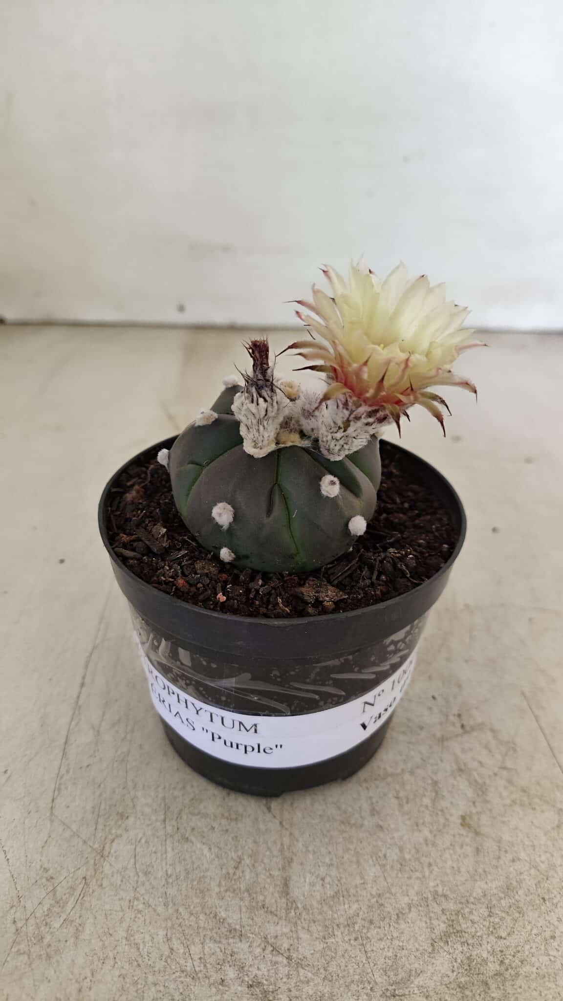 ASTROPHYTUM ASTERIAS “Purple”  Nº 1000 – vaso 09 - foto 2
