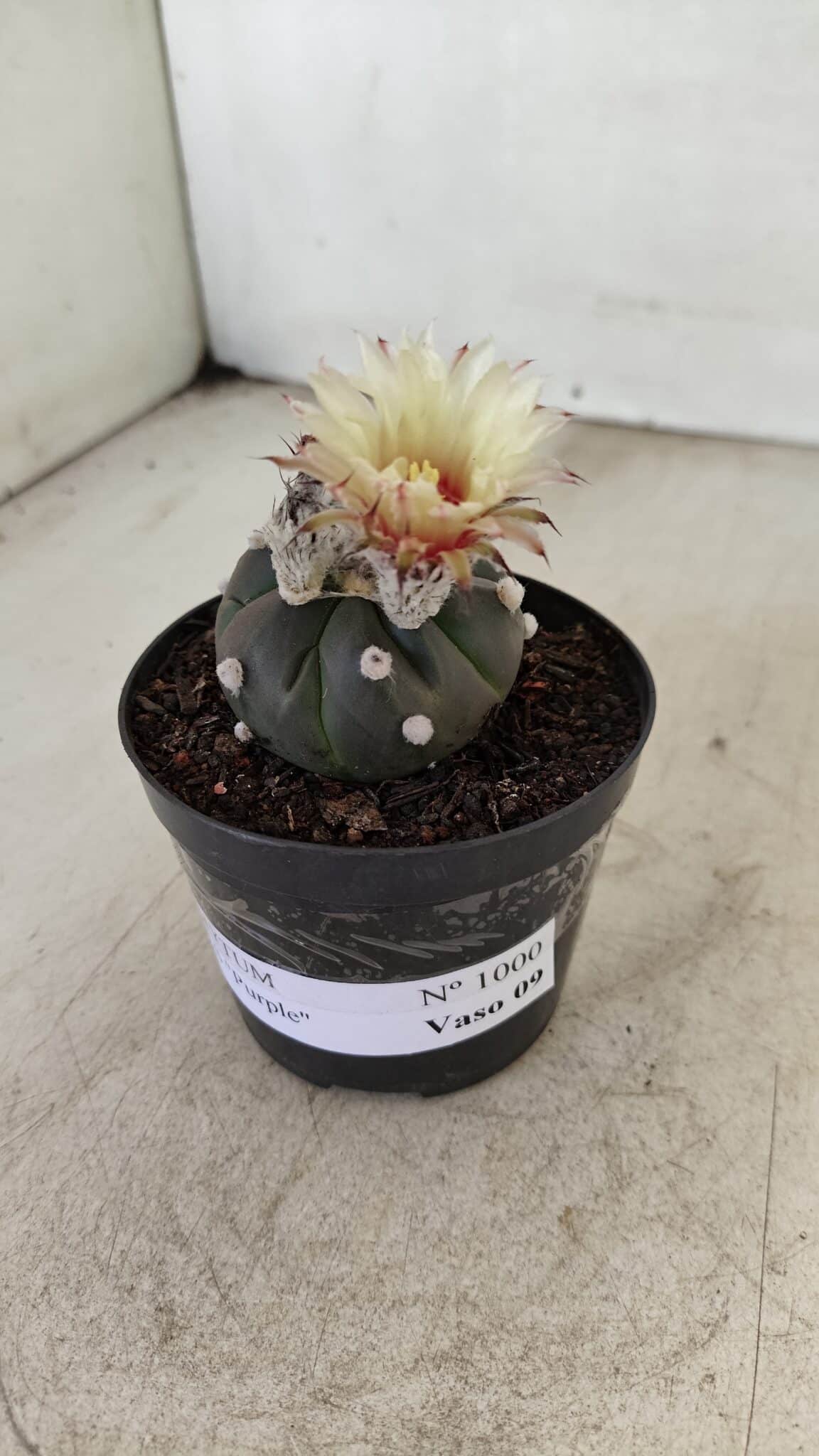 ASTROPHYTUM ASTERIAS “Purple”  Nº 1000 – vaso 09 - foto 8