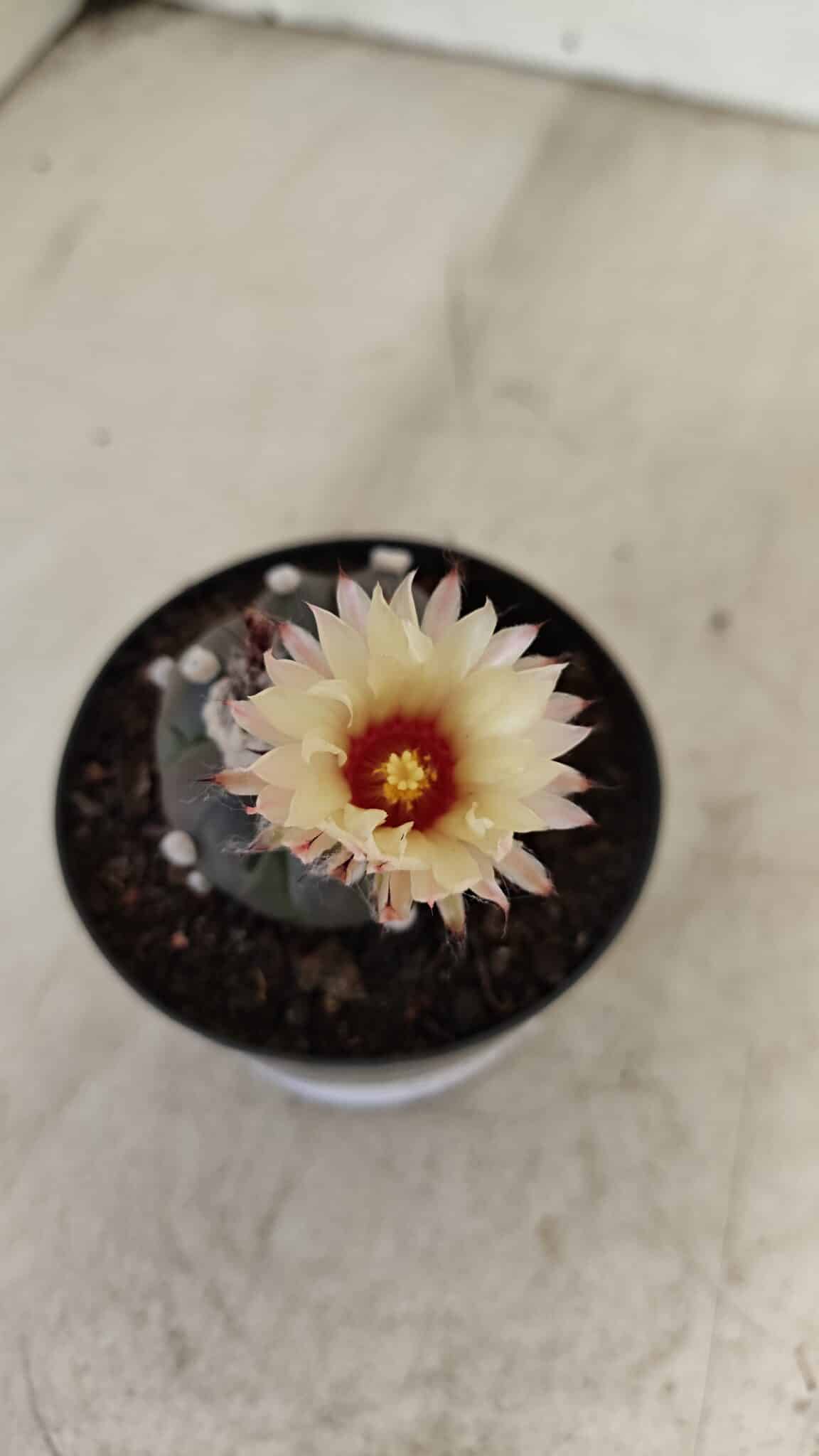 ASTROPHYTUM ASTERIAS “Purple”  Nº 1000 – vaso 09 - foto 3