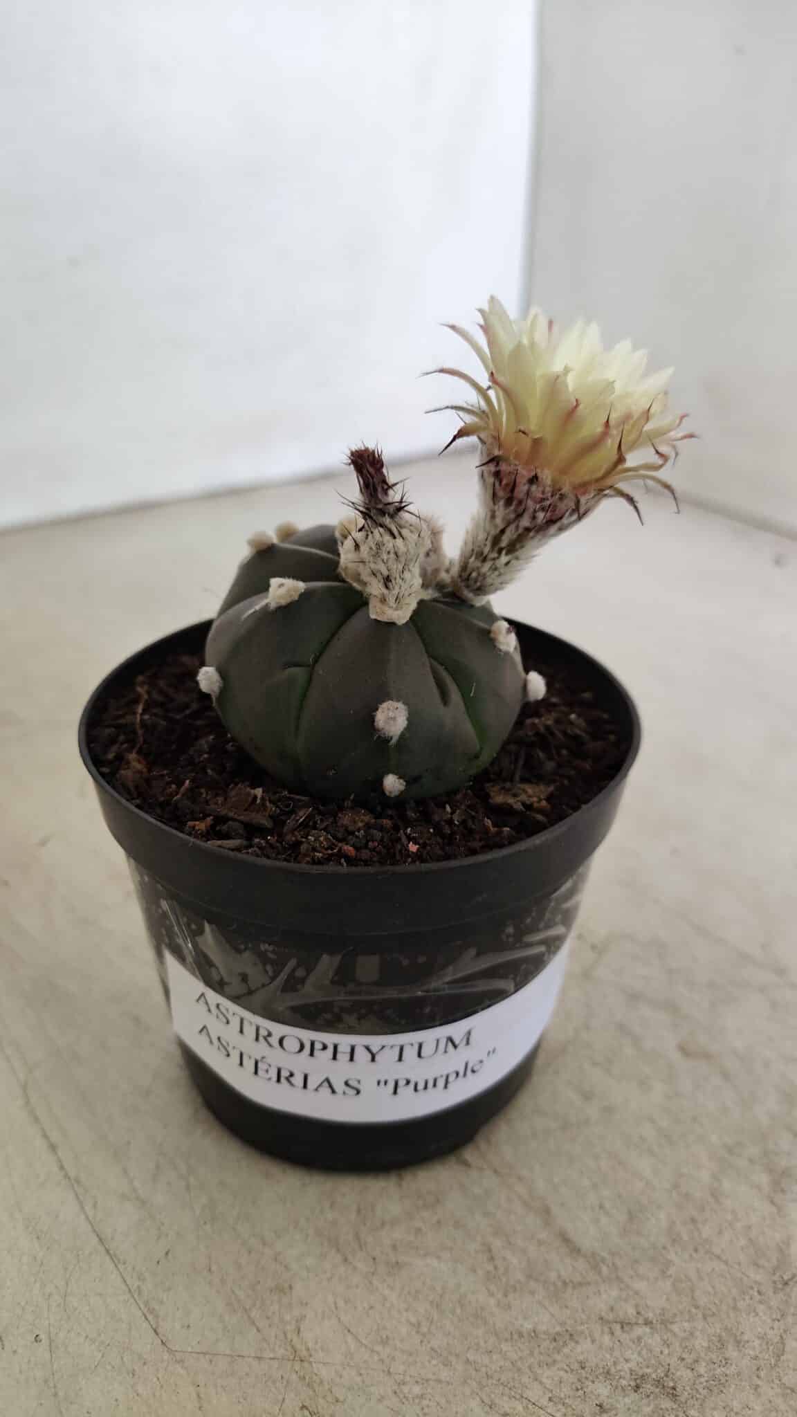 ASTROPHYTUM ASTERIAS “Purple”  Nº 1000 – vaso 09 - foto 7