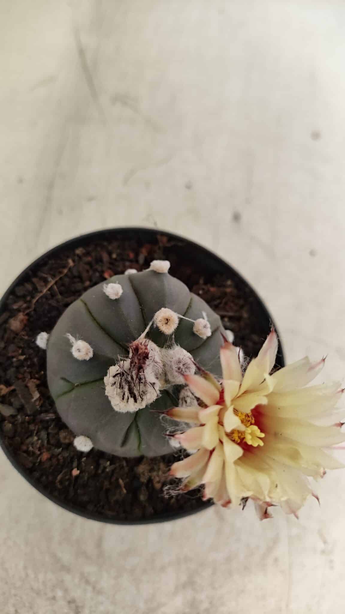 ASTROPHYTUM ASTERIAS “Purple”  Nº 1000 – vaso 09 - foto 6