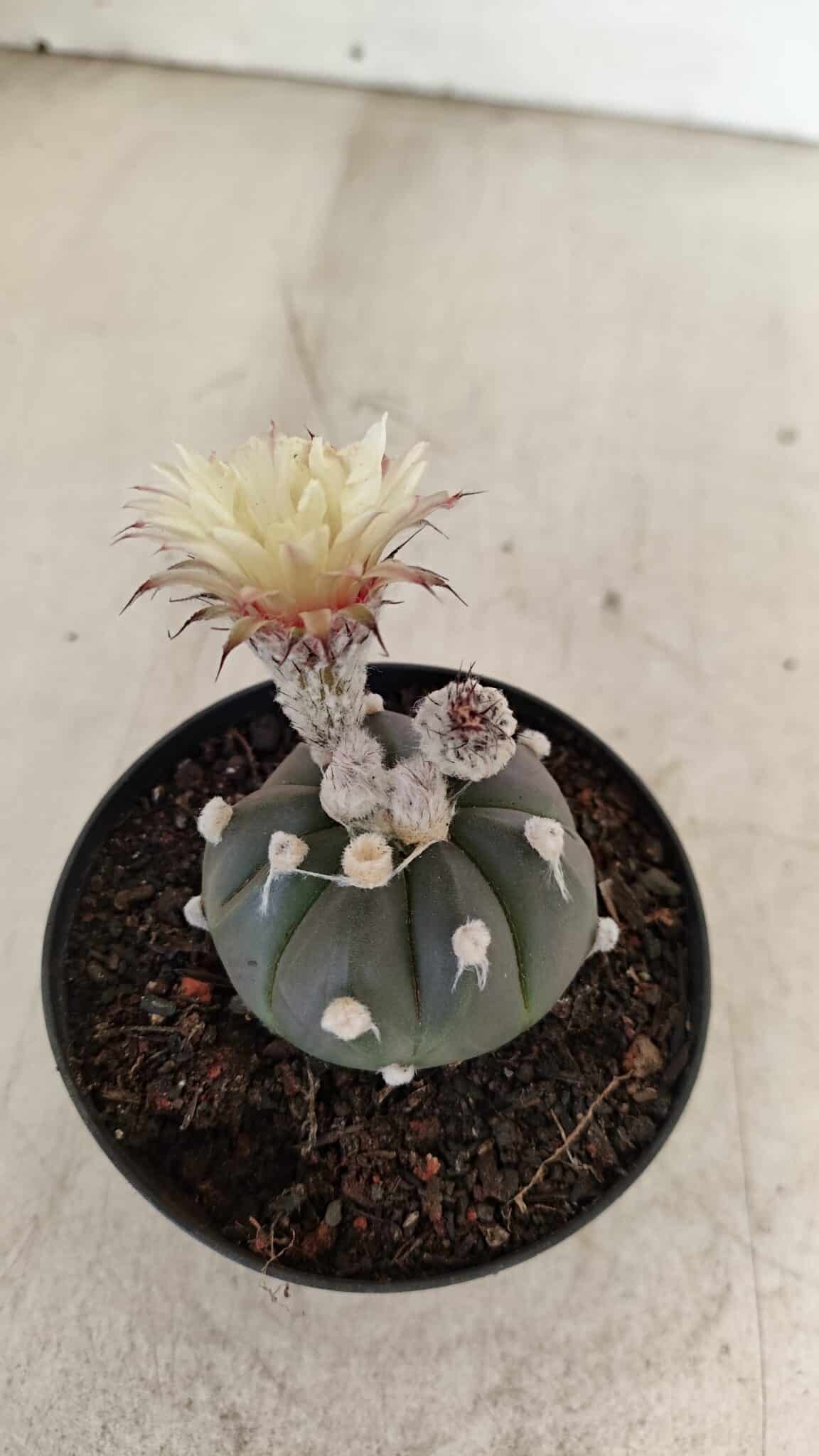 ASTROPHYTUM ASTERIAS “Purple”  Nº 1000 – vaso 09 - foto 5