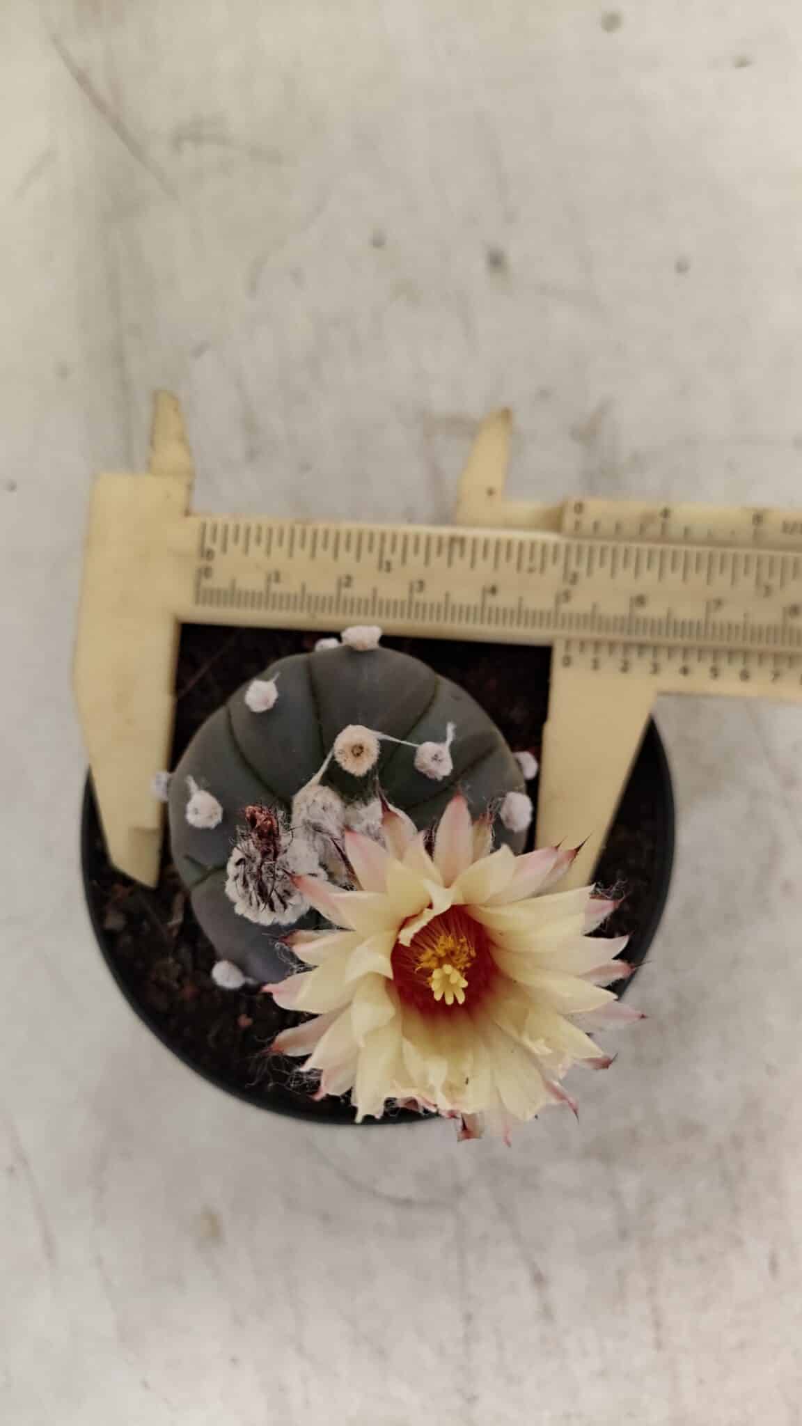 ASTROPHYTUM ASTERIAS “Purple”  Nº 1000 – vaso 09 - foto 4
