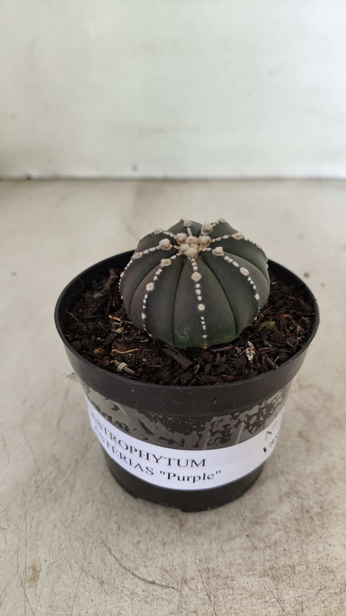 ASTROPHYTUM ASTERIAS “Purple”  Nº 1001 – vaso 09 - foto 2