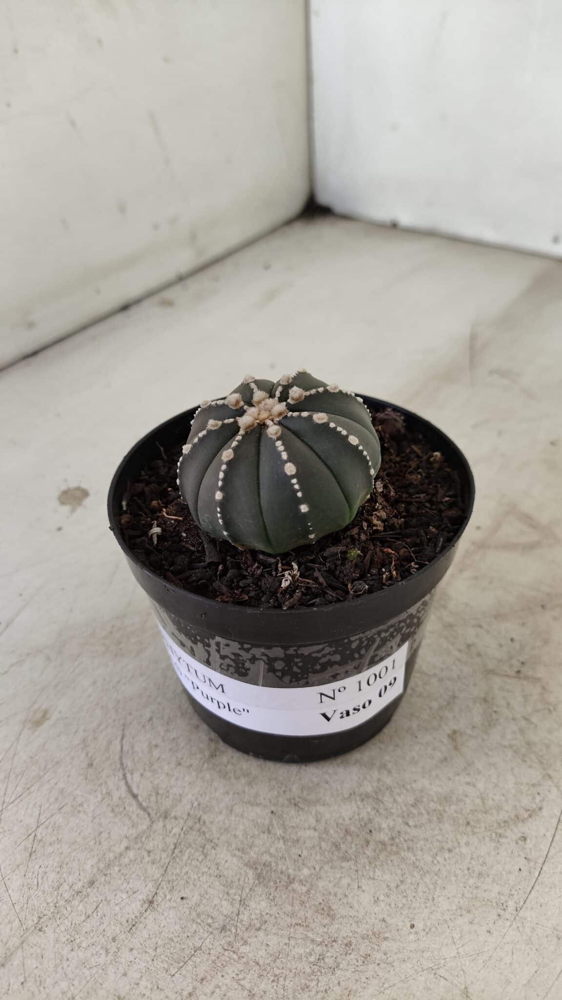 ASTROPHYTUM ASTERIAS “Purple”  Nº 1001 – vaso 09 - foto 8