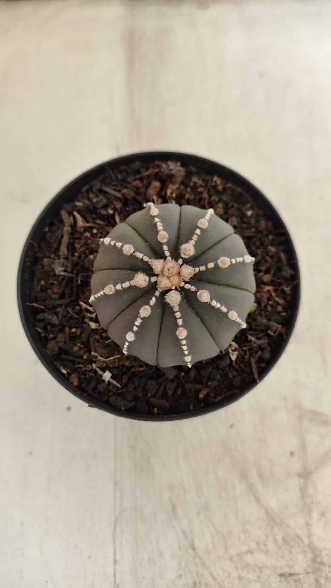 ASTROPHYTUM ASTERIAS “Purple”  Nº 1001 – vaso 09 - foto 3
