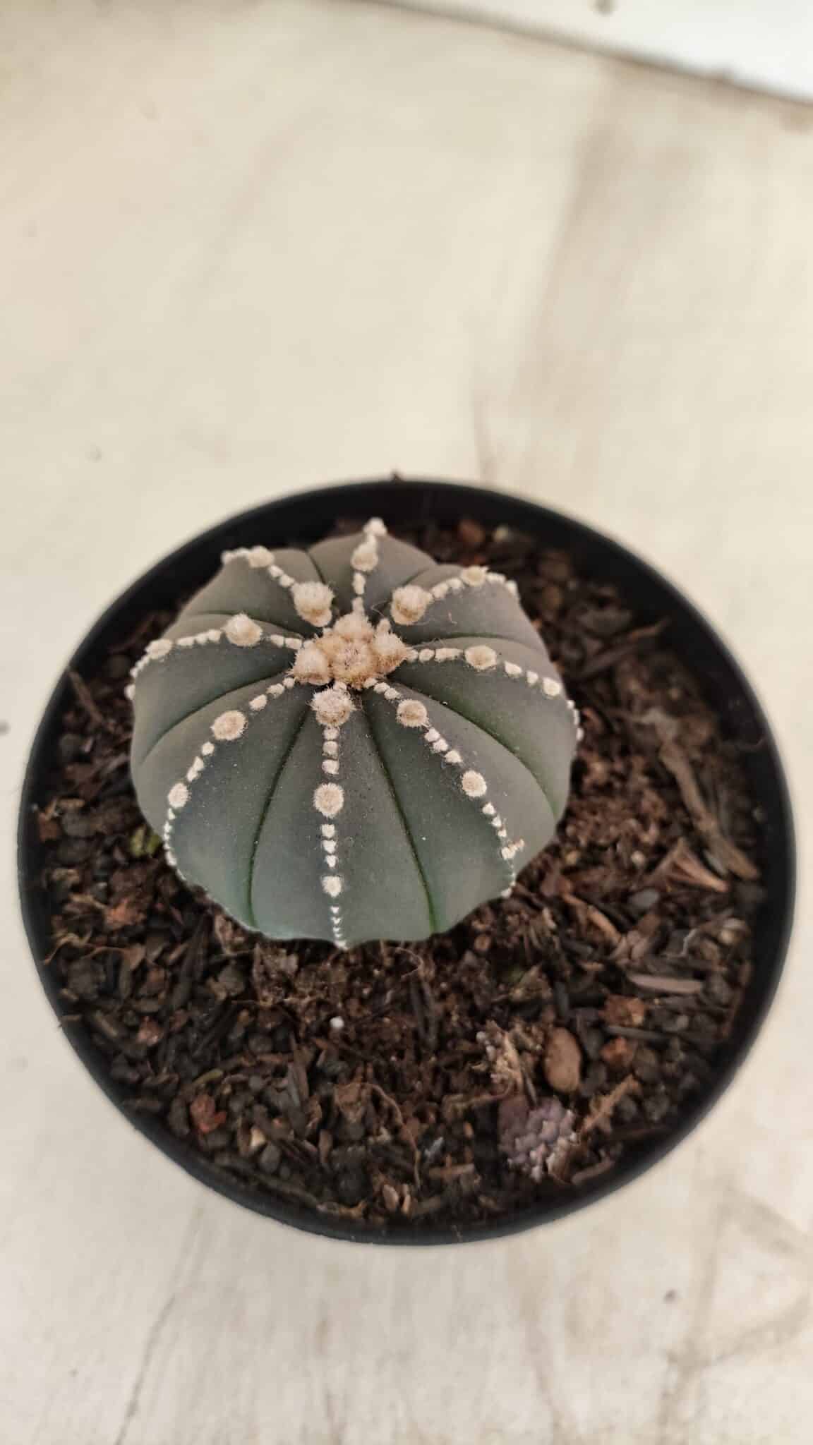 ASTROPHYTUM ASTERIAS “Purple”  Nº 1001 – vaso 09 - foto 7