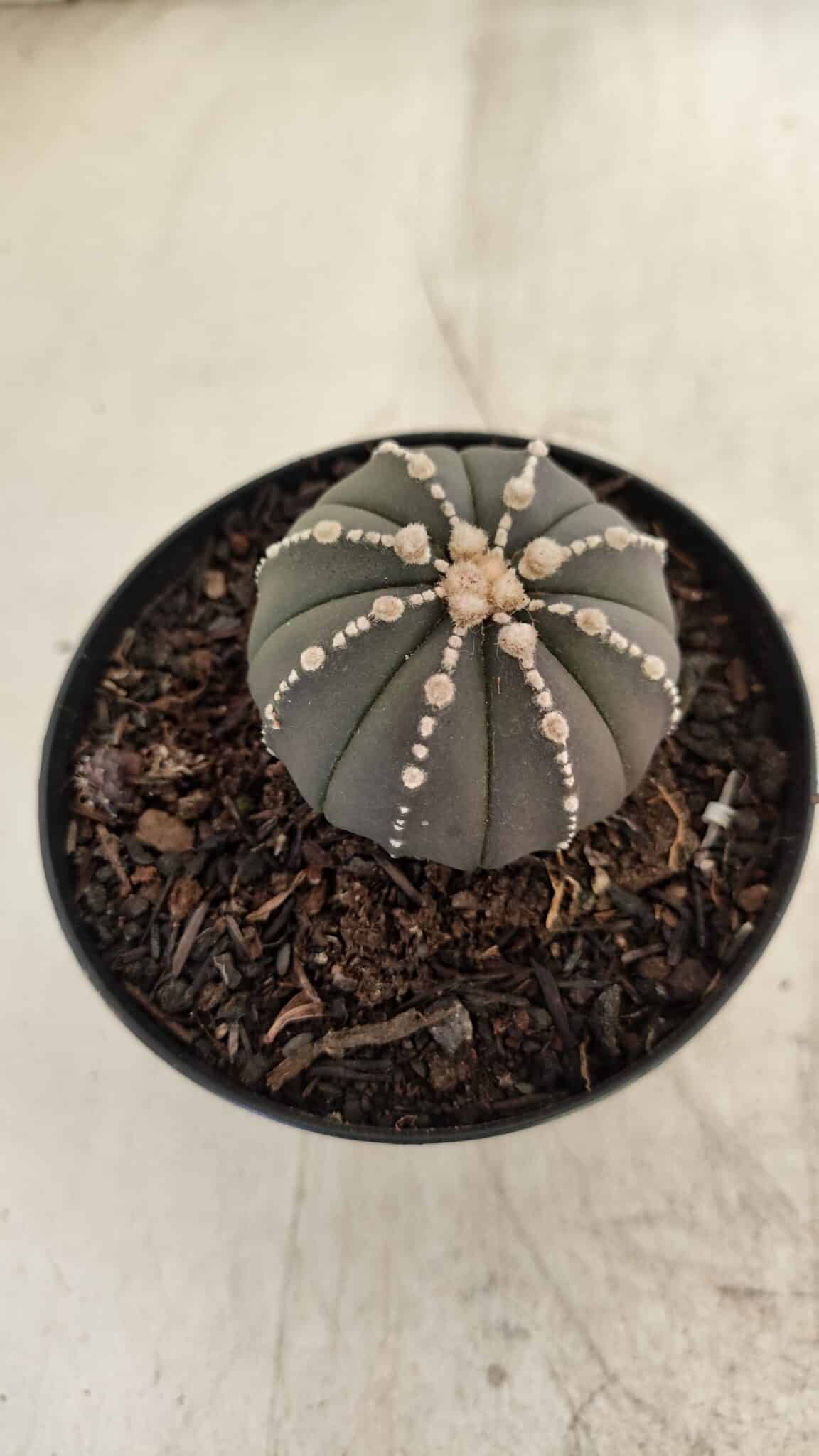 ASTROPHYTUM ASTERIAS “Purple”  Nº 1001 – vaso 09 - foto 6