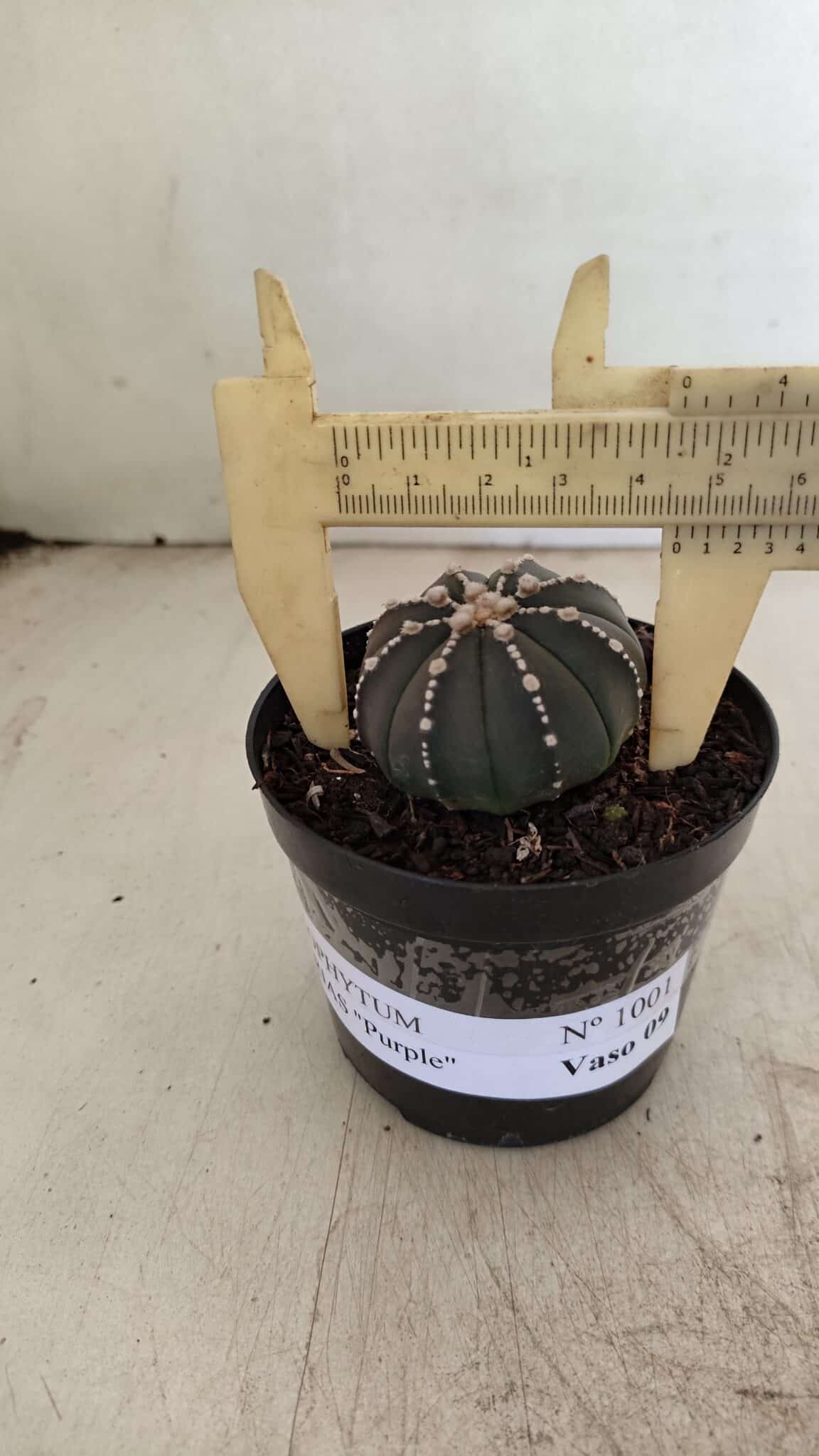 ASTROPHYTUM ASTERIAS “Purple”  Nº 1001 – vaso 09 - foto 4