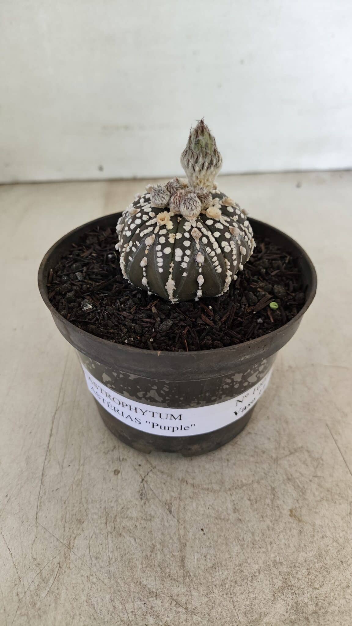 ASTROPHYTUM ASTERIAS “Purple”  Nº 1003 – vaso 09 - foto 2