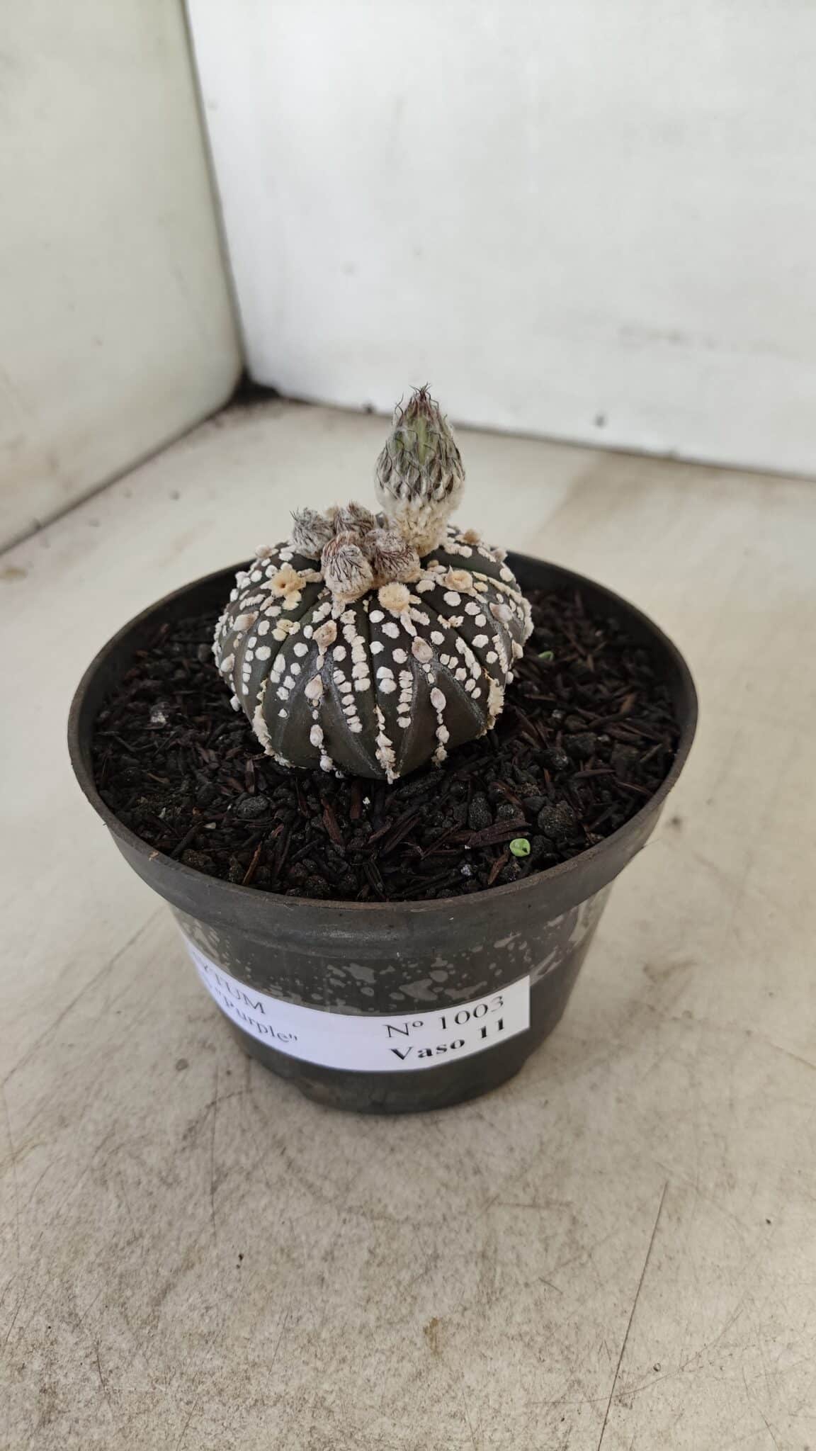 ASTROPHYTUM ASTERIAS “Purple”  Nº 1003 – vaso 09 - foto 9
