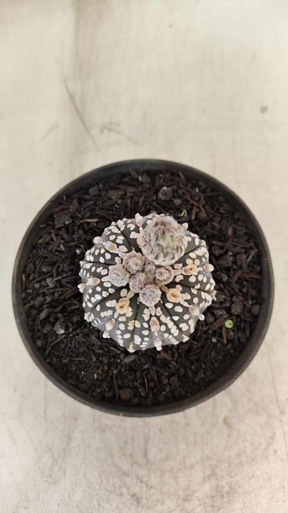 ASTROPHYTUM ASTERIAS “Purple”  Nº 1003 – vaso 09 - foto 8