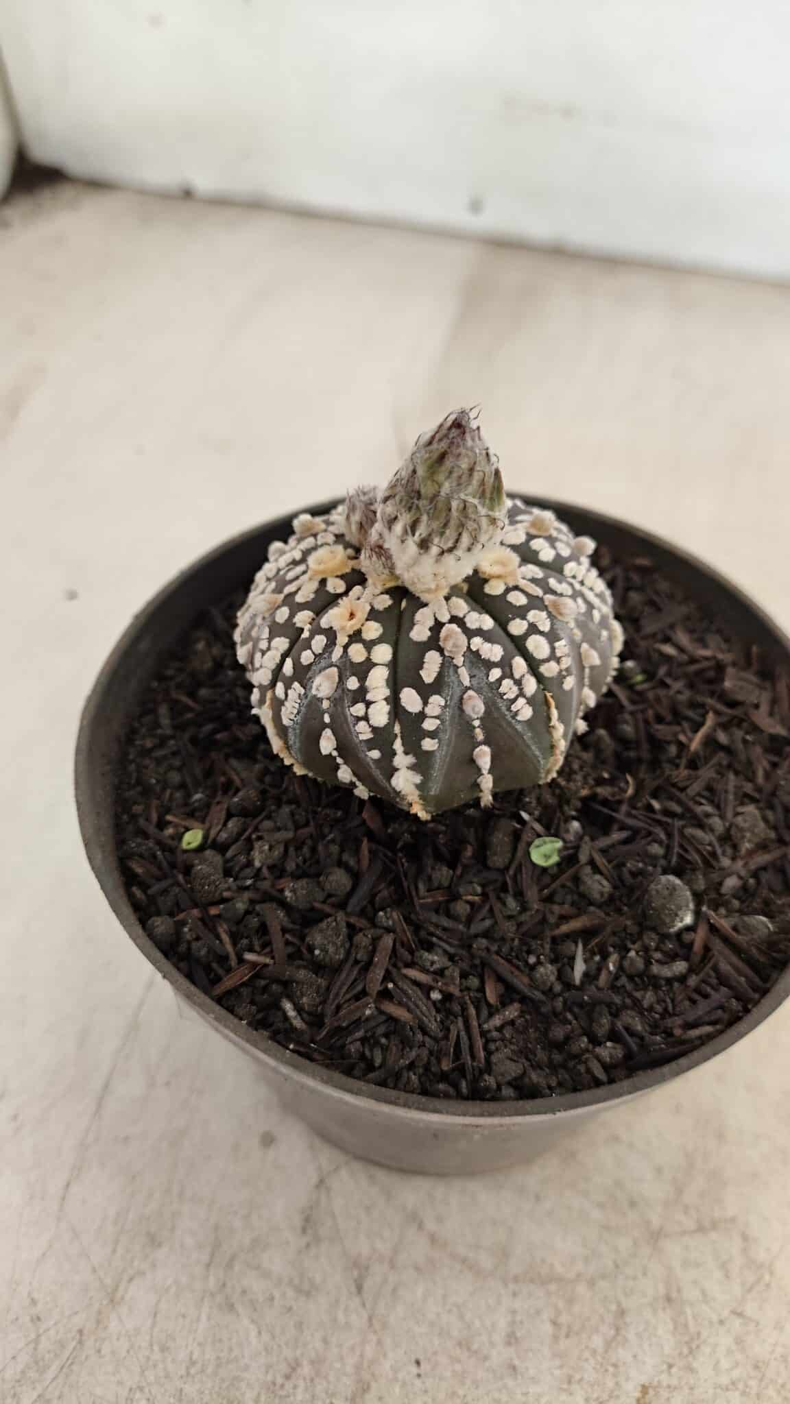 ASTROPHYTUM ASTERIAS “Purple”  Nº 1003 – vaso 09 - foto 7